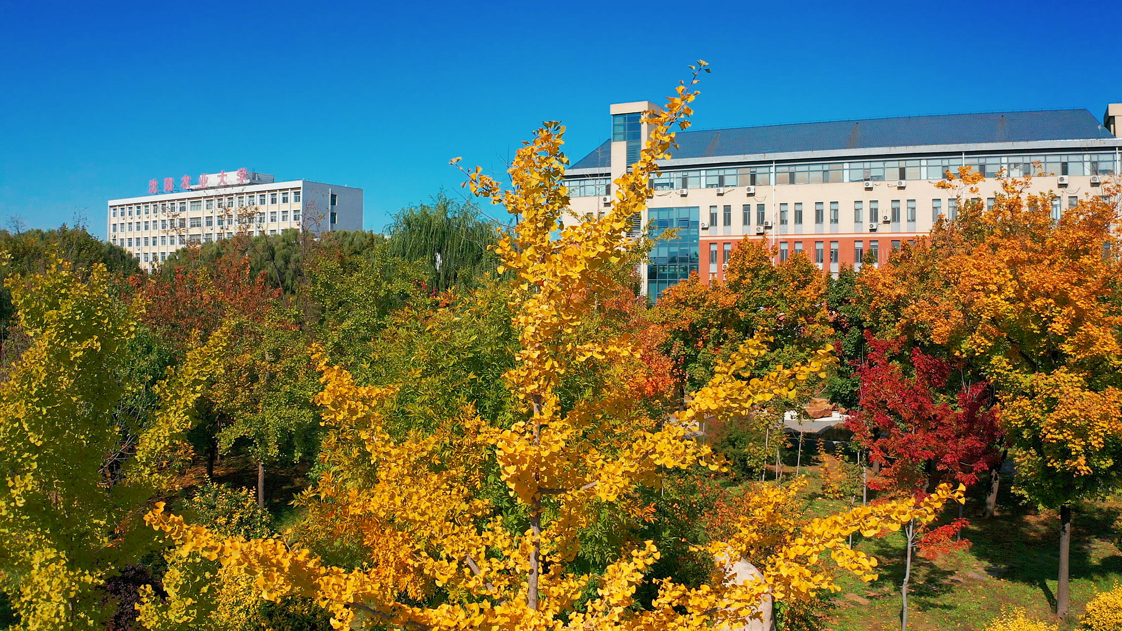 高考# 跟朋友们分享,  2023西北农林科技大学强基计划招生情况.