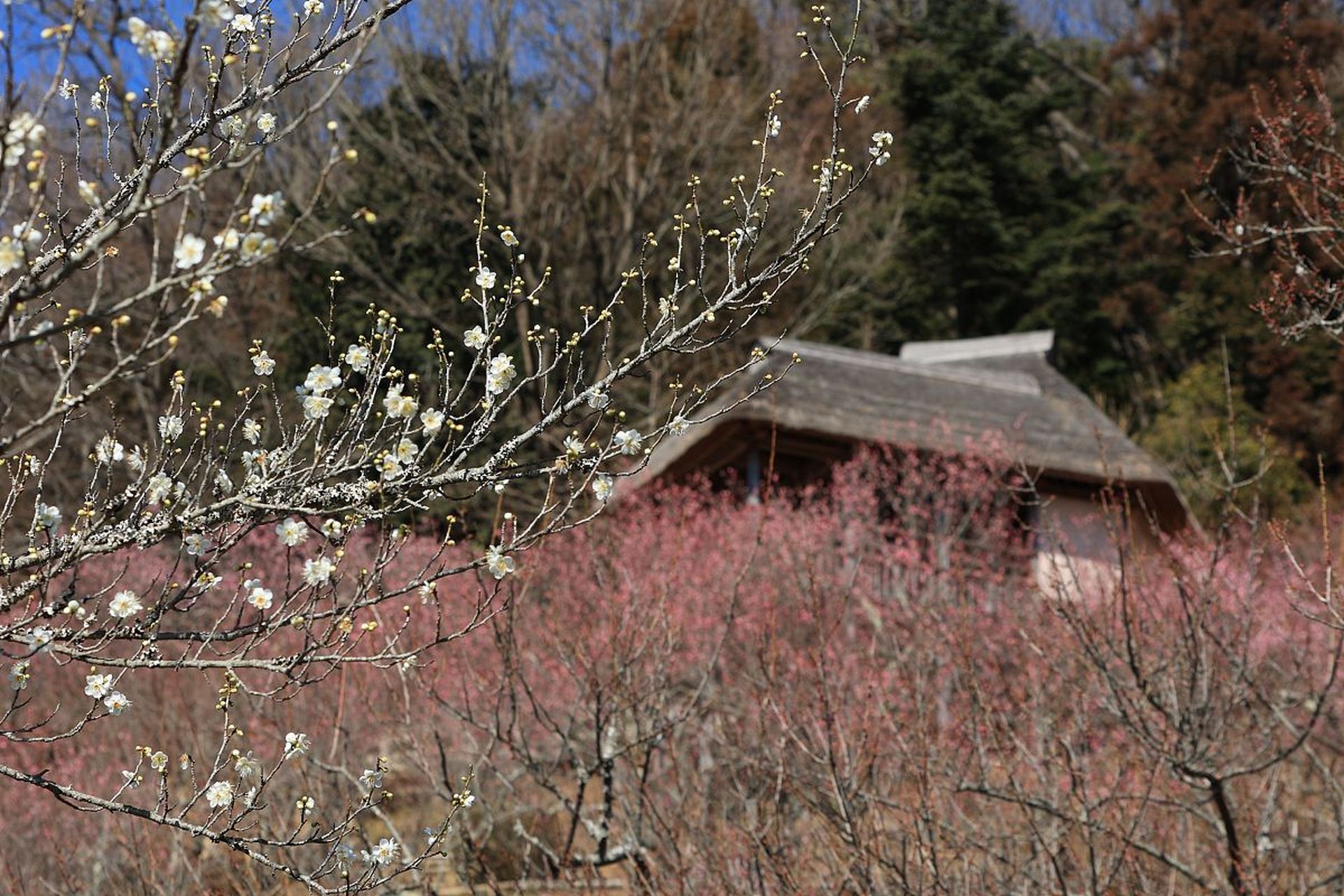 花山公园梅花谷图片