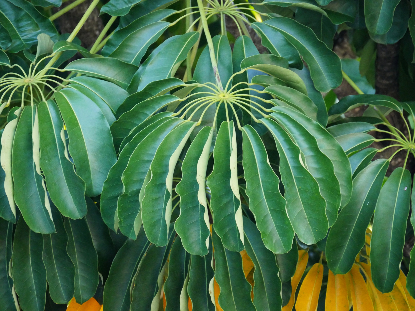 #植物# #我的植物朋友# #花# #花卉# #种植# #花草种植# 大叶伞对水分