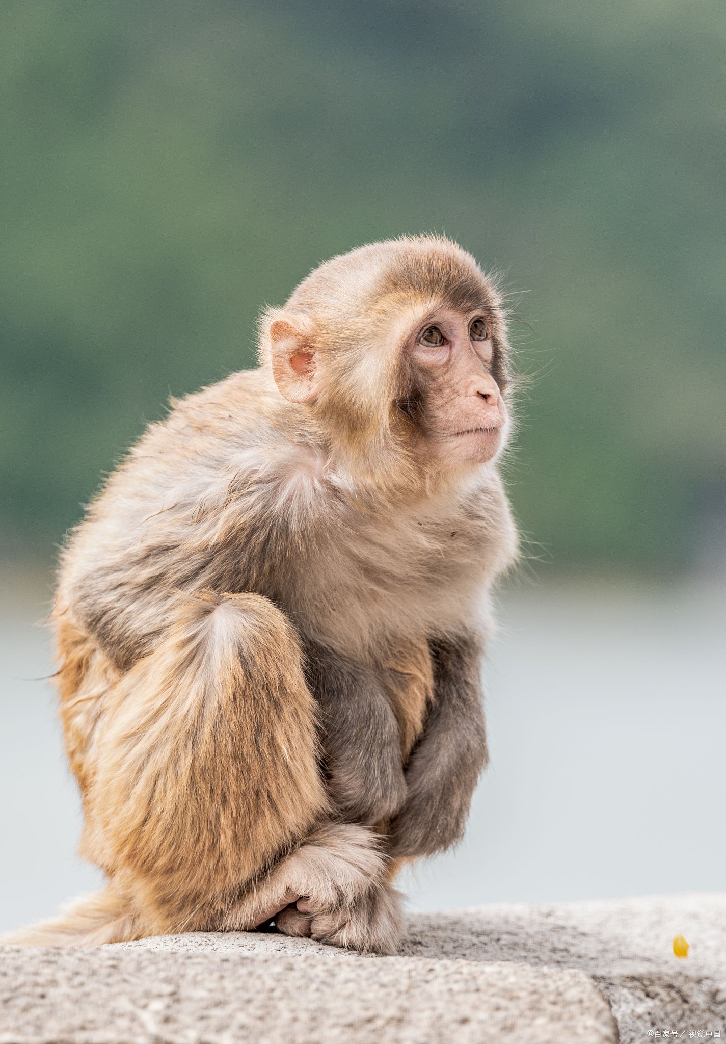 生肖运势属猴五月(属猴五月份的运气)