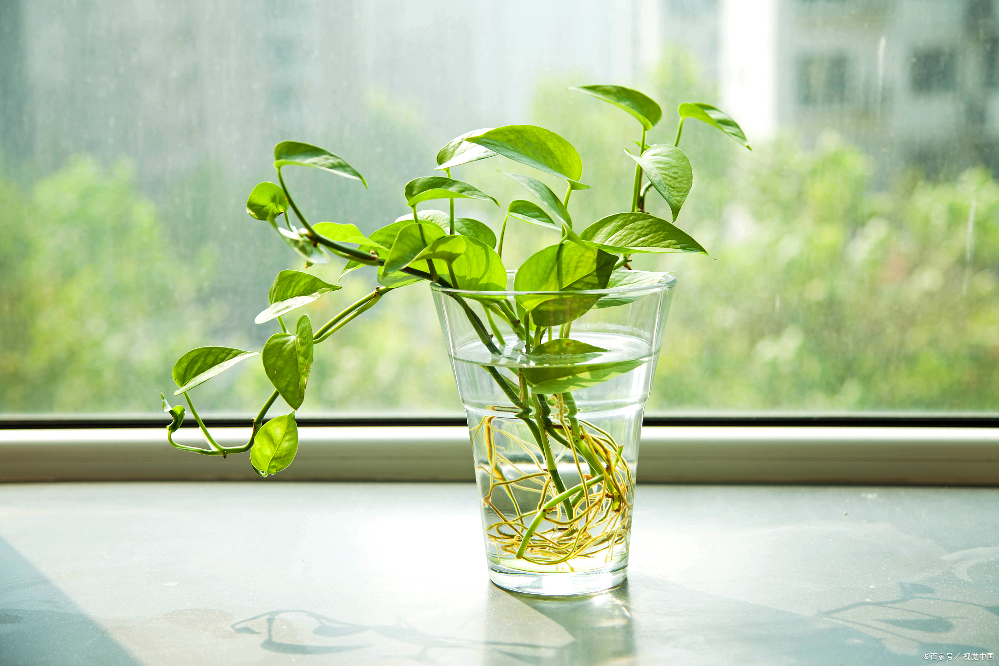 绿萝,又称黄金葛,是一种常见的室内观赏植物.