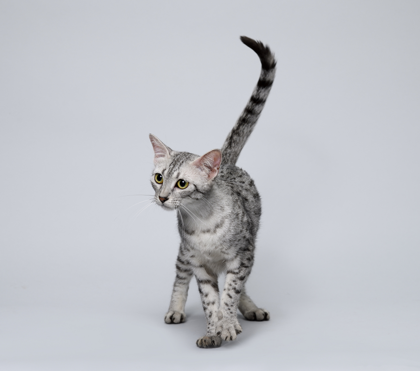 你知道吗,这种猫咪曾经是古埃及人崇拜和崇敬的对象,现在它们成为了最