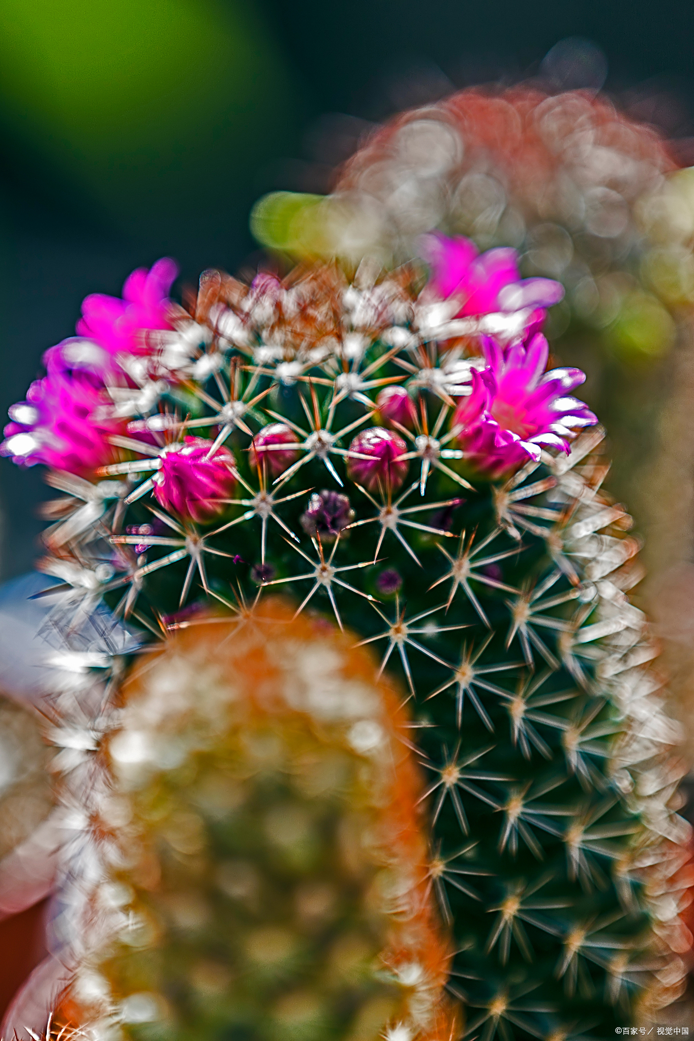 仙人掌多久开花?几年才开一次花是真的吗?
