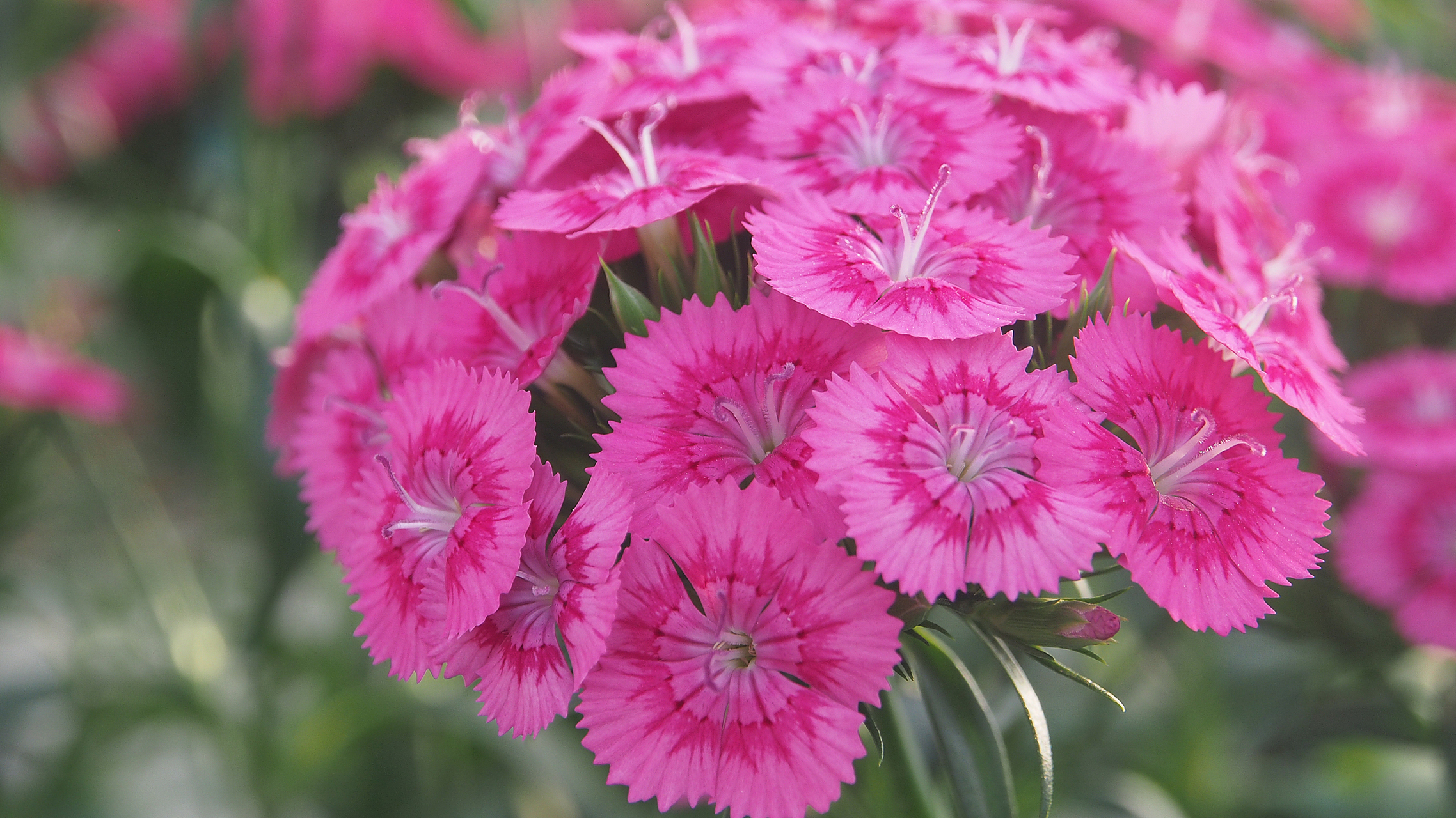 石竹花也被视为母爱的象征,表达对母亲的敬爱之意.此外