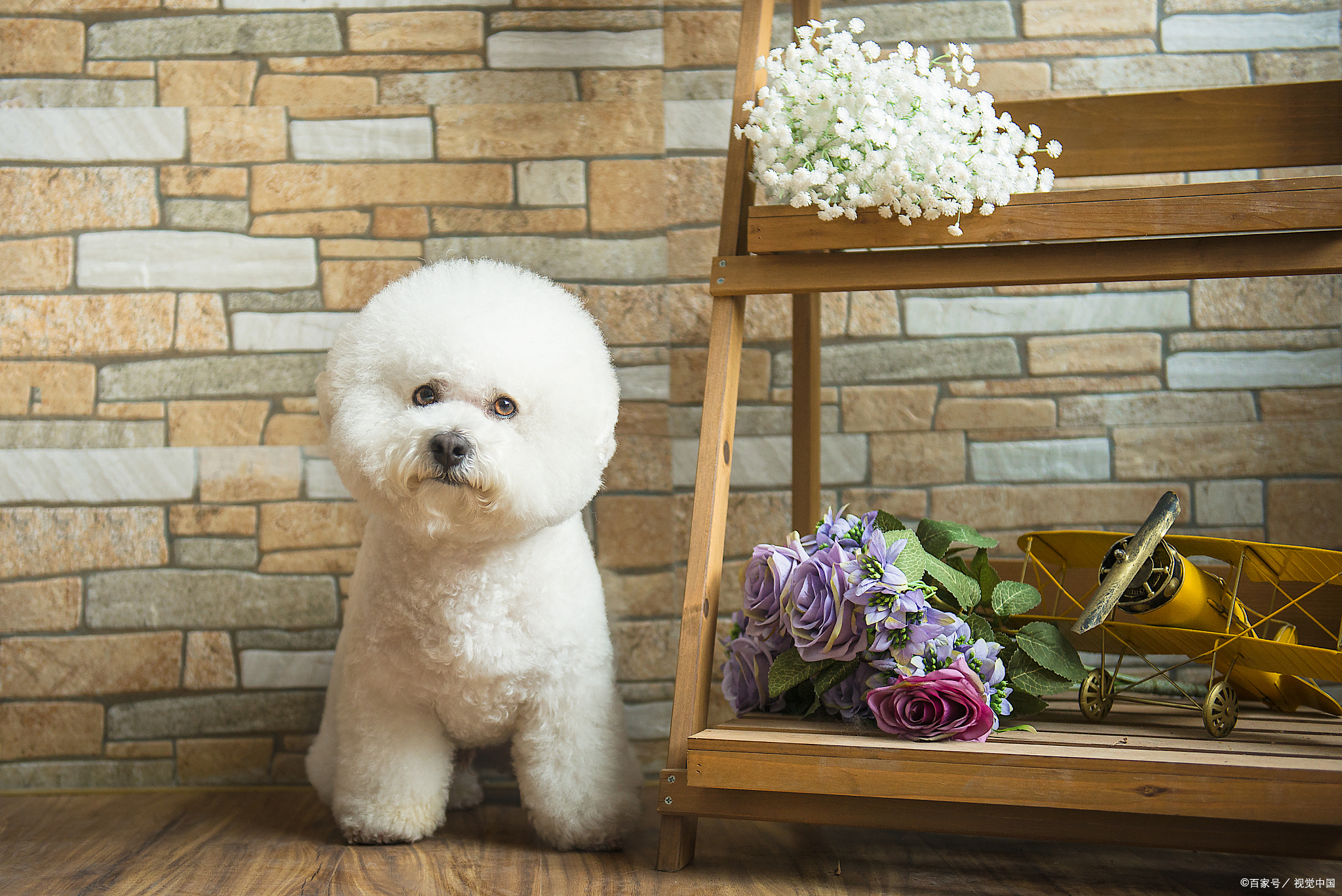 如何训练比熊犬:10个简单步骤让你家比熊犬变得更听话