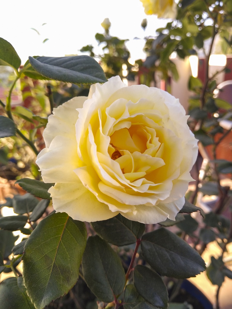 月季"尤金妮"以其独特美感和优雅气质受喜爱,适合庭院或阳台种植.