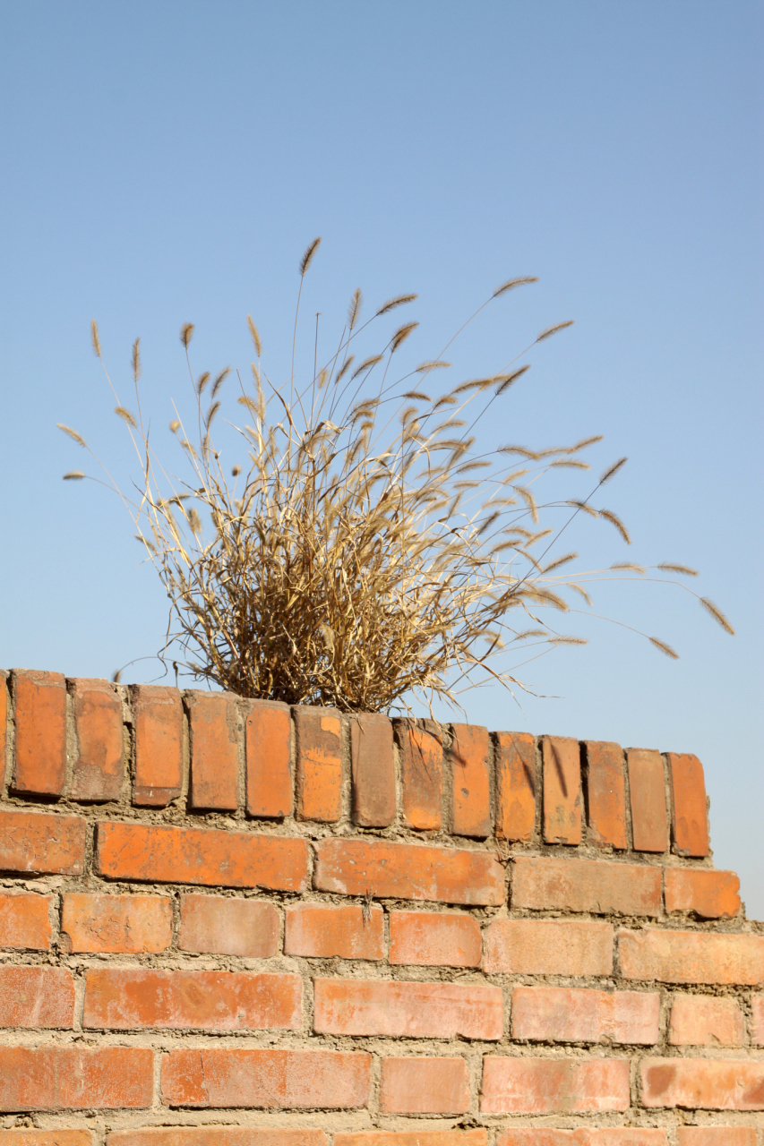 墙上芦苇,头重脚轻根底浅; 山间竹笋,嘴尖皮厚腹中空; 做人呐,还是