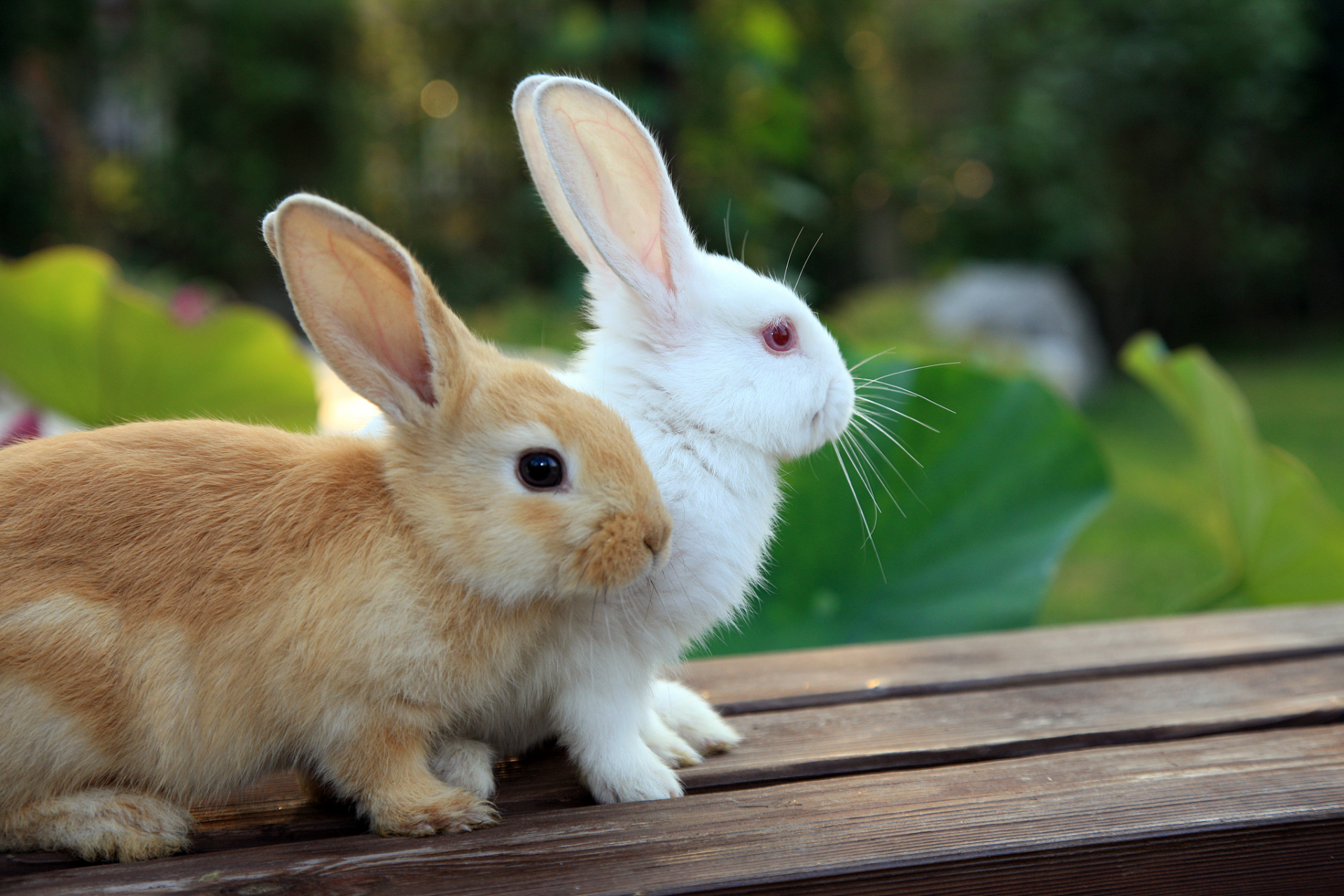 摘要:小兔子的鼻子是可爱的特征之一,需注重细节和形象描述.