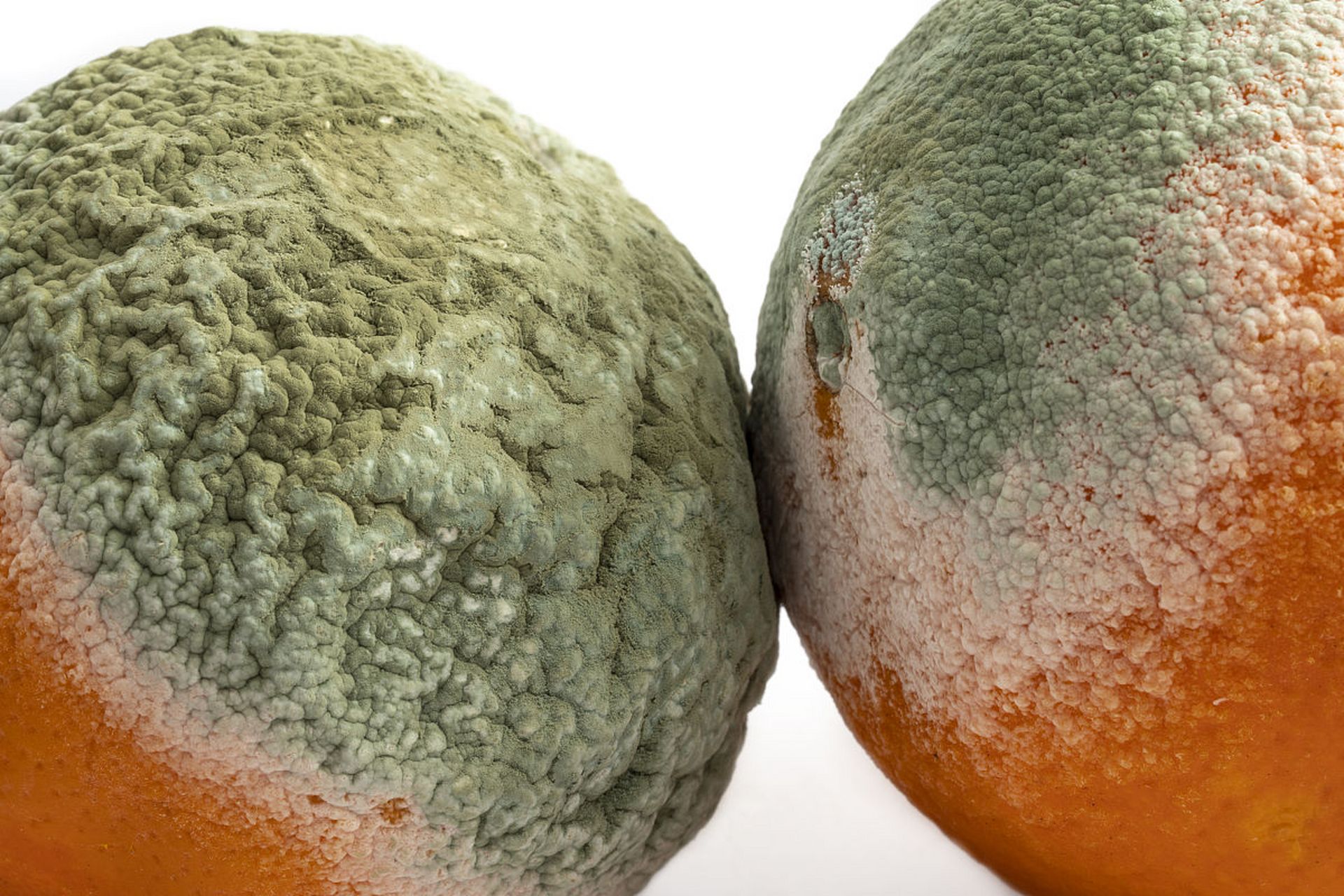 链格孢霉菌对果蔬储存和保鲜构成威胁,需了解其生长环境和特性,采取