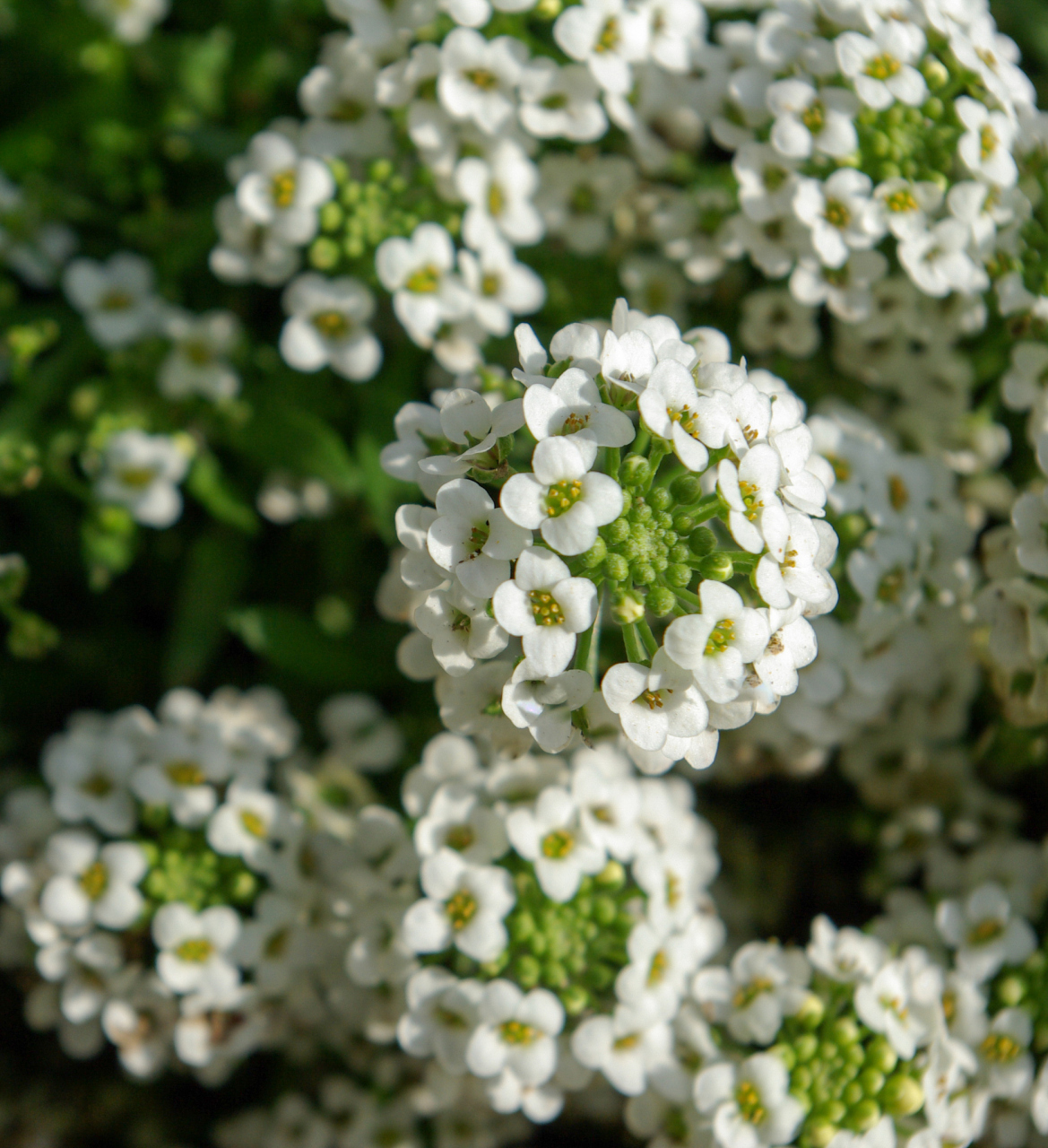 春日赏花季#  98香雪球  94花语:优雅  98花期:温室3-4月,露地