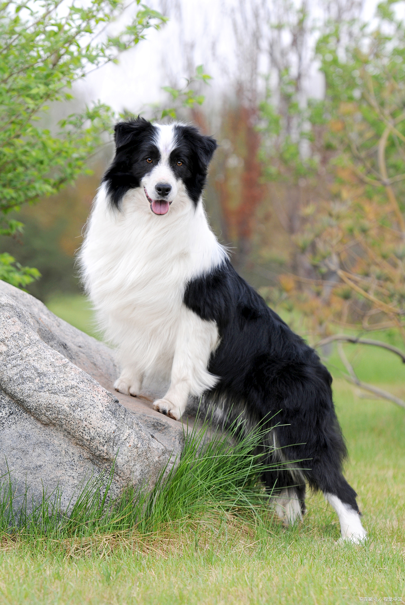 边牧几个月能长成最大体型?一篇说透发育关键期