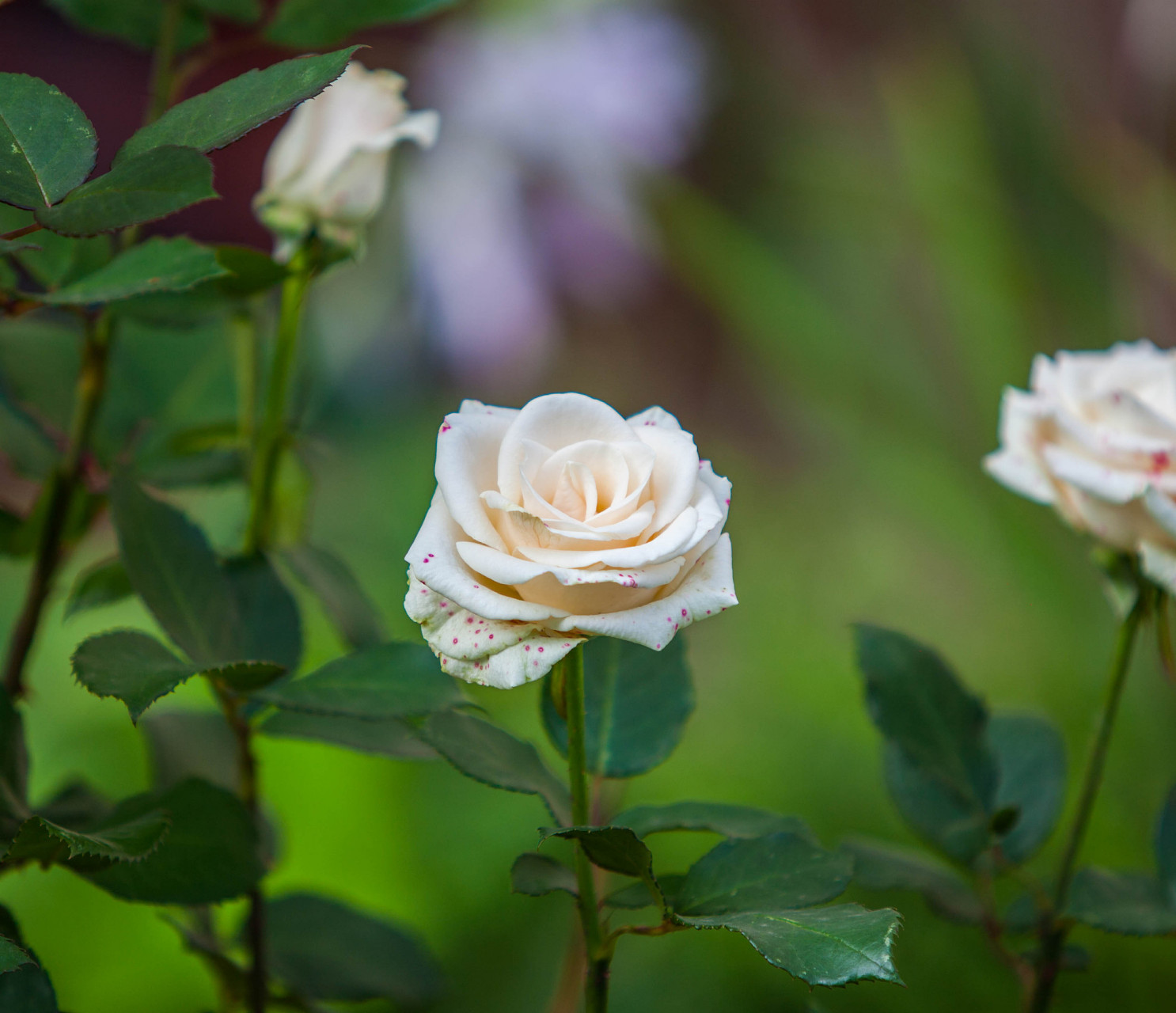 白蔷薇花语# 白蔷薇是一种美丽的花卉,它的花语是纯洁,高贵,天蘸屯