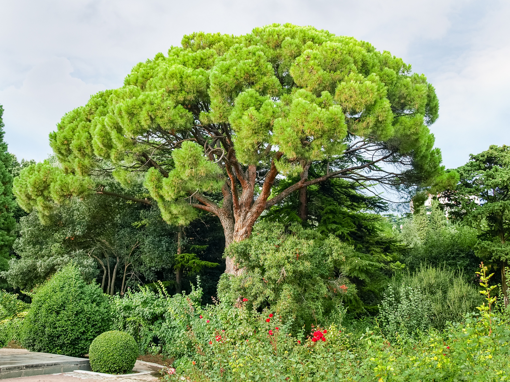 的旅行# 一踏入旗山森林公园,首先映入眼帘的是那一片片翠绿的树木