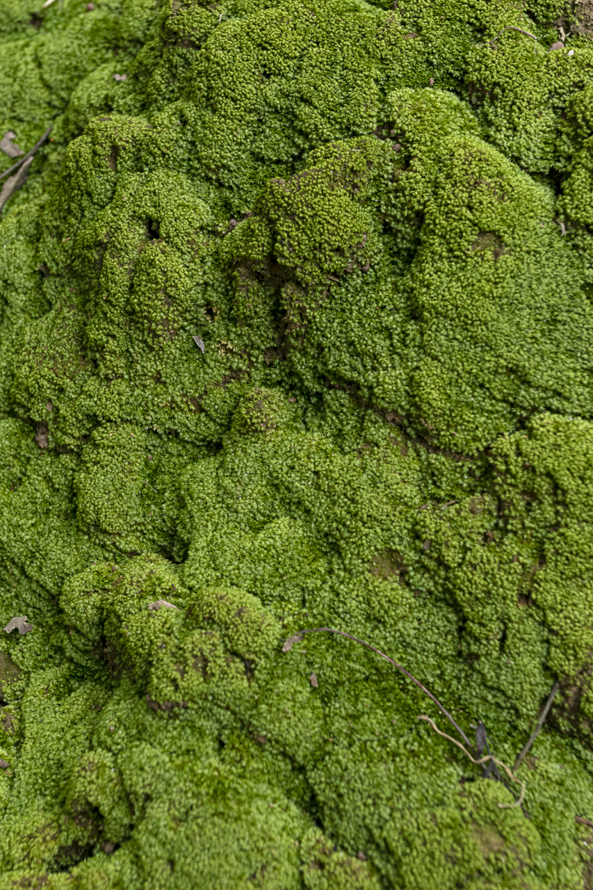 大家觉得短绒苔藓适合生长在哪些环境和温度中啊?