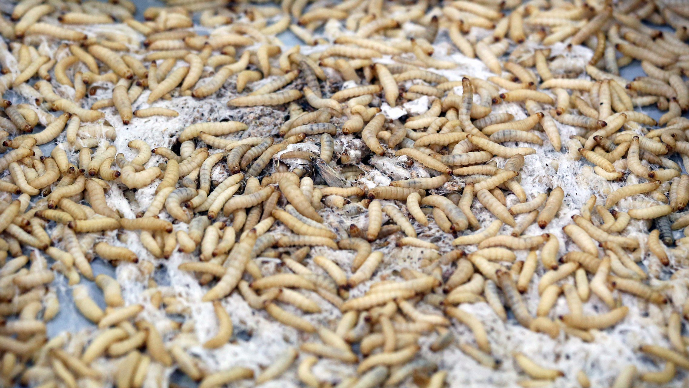 大麦虫的容器: 大麦虫通常在专门的容器中养殖,可以使用塑料容器或