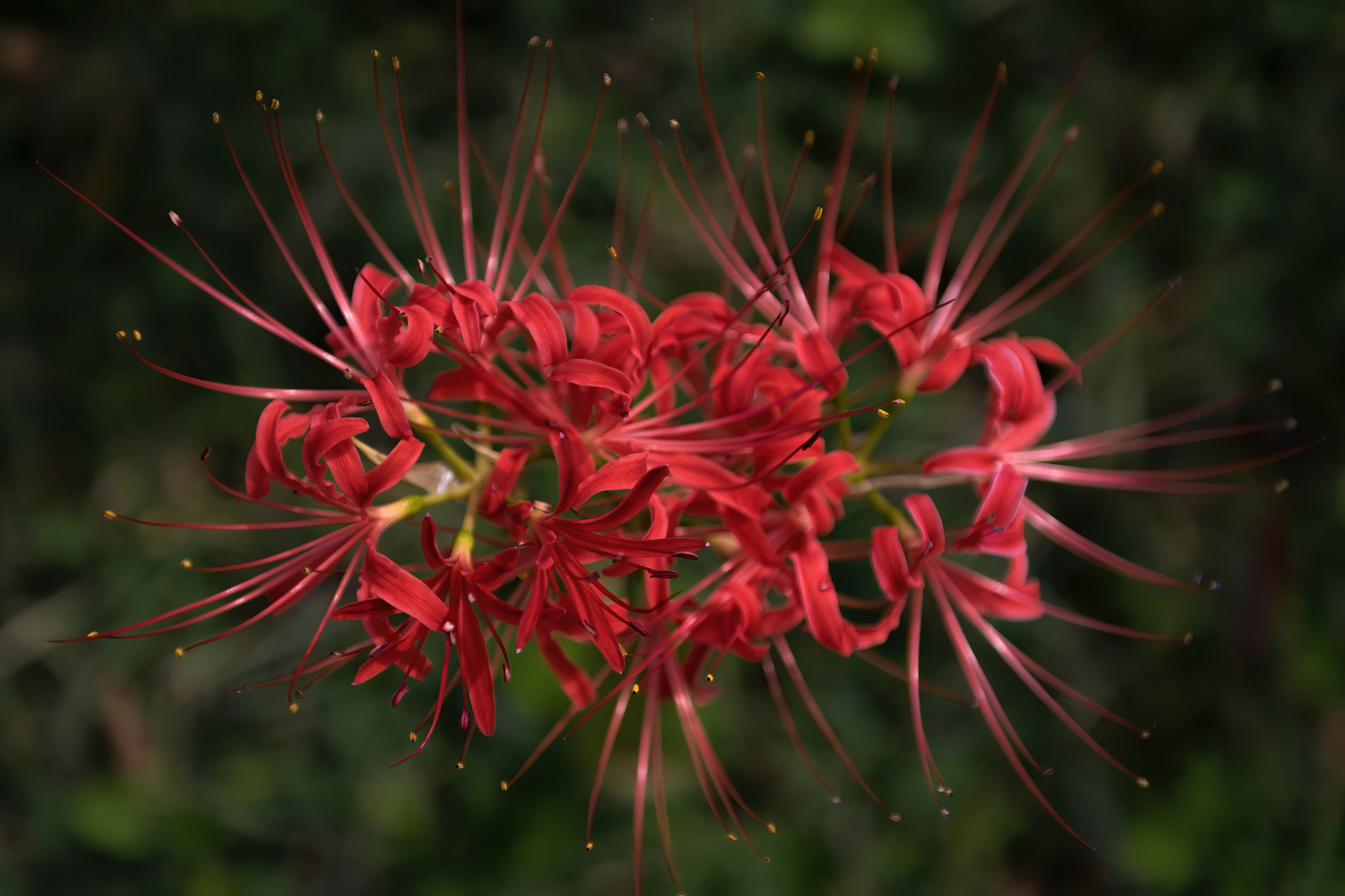 养彼岸花犯法吗  养彼岸花是否犯法,需要根据具体情况来判断.