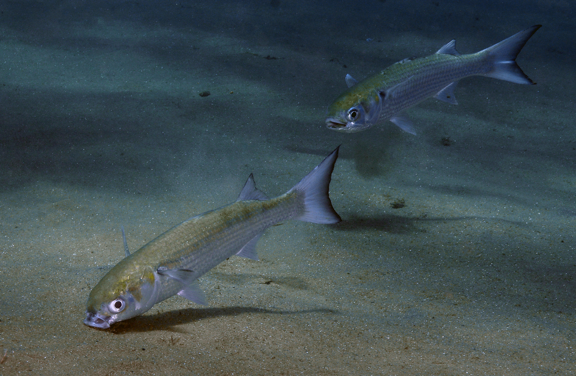 此外,剑鱼是深海范围内的食肉动物,经常以头足类动物,甲壳类动物,或者