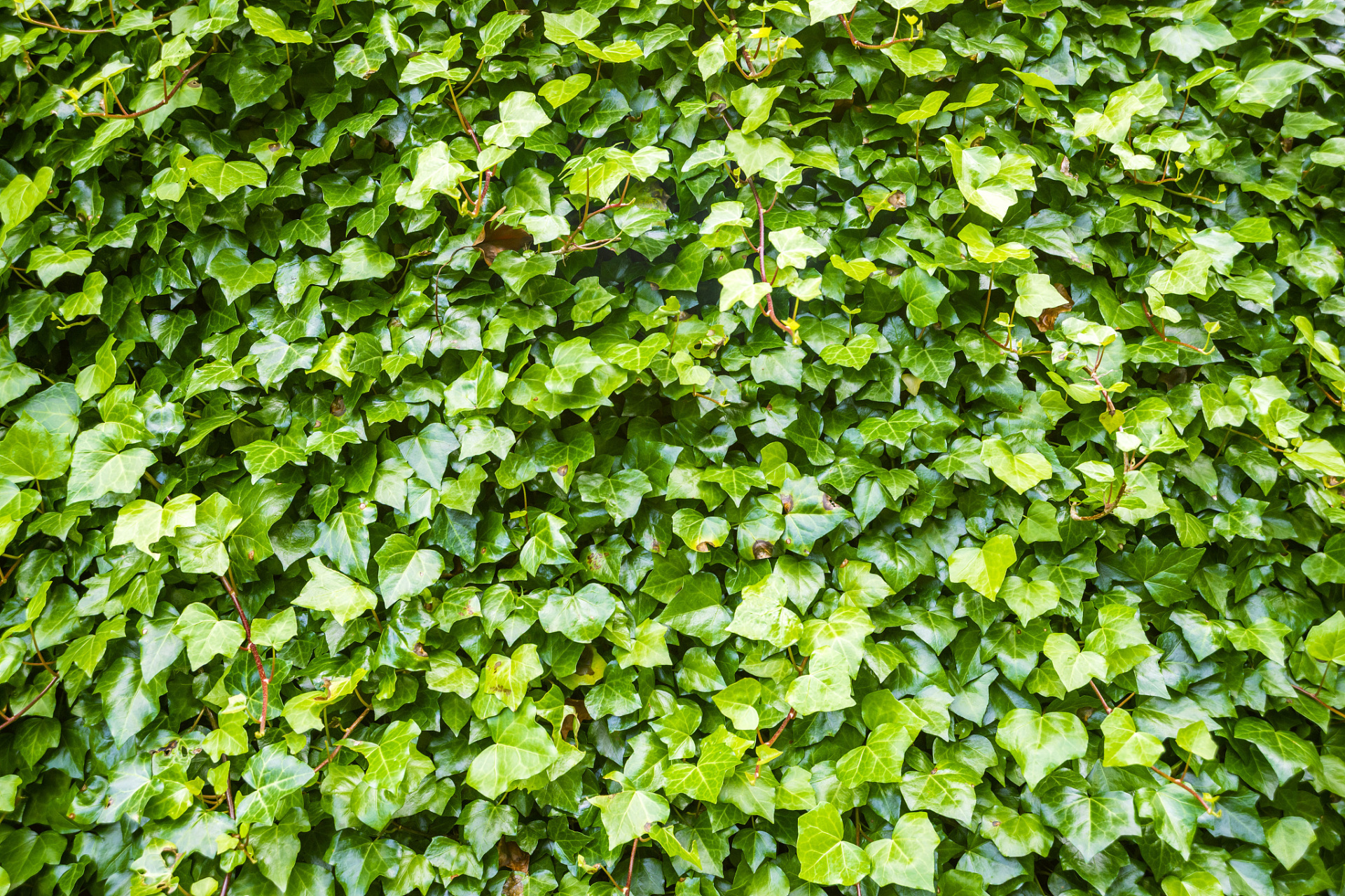 常春藤养殖方法和生长特性? 你想让自己的生活的小院里充满绿色生机吗