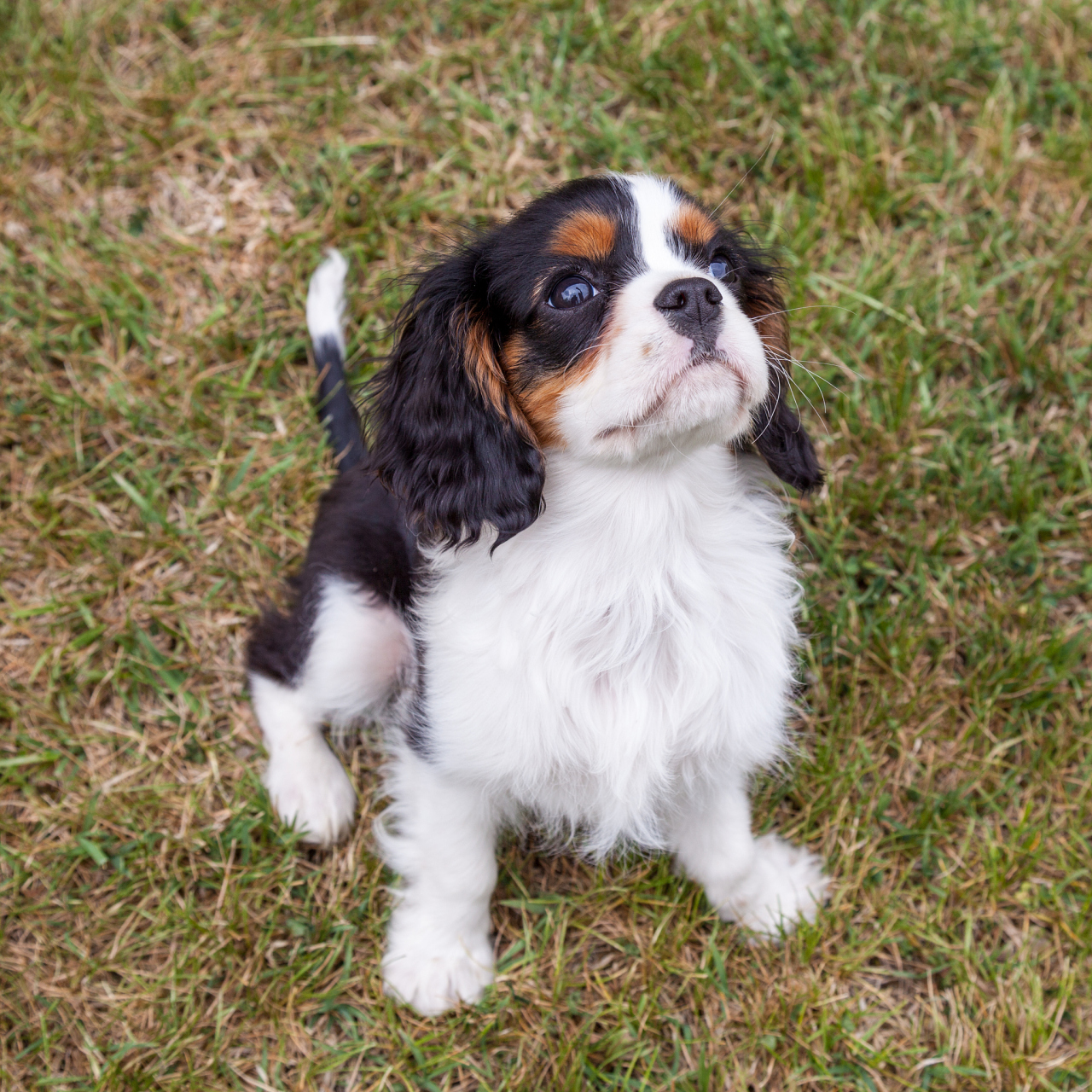 [原文:英国史宾格犬有