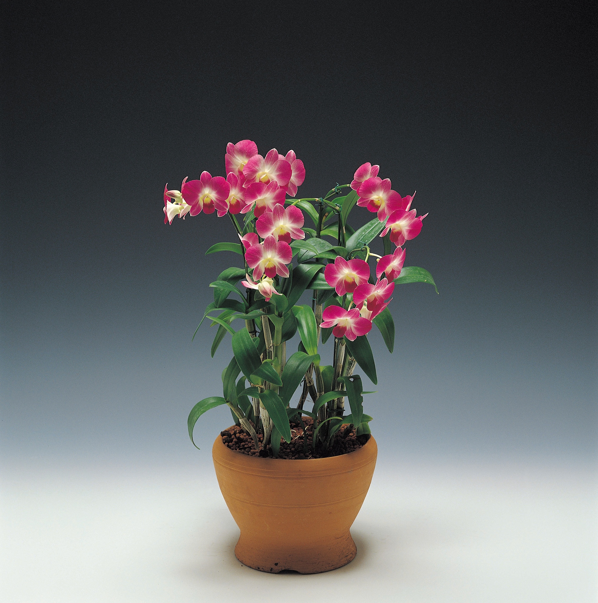 珍稀之美:盆栽名贵花卉推荐与养护指南