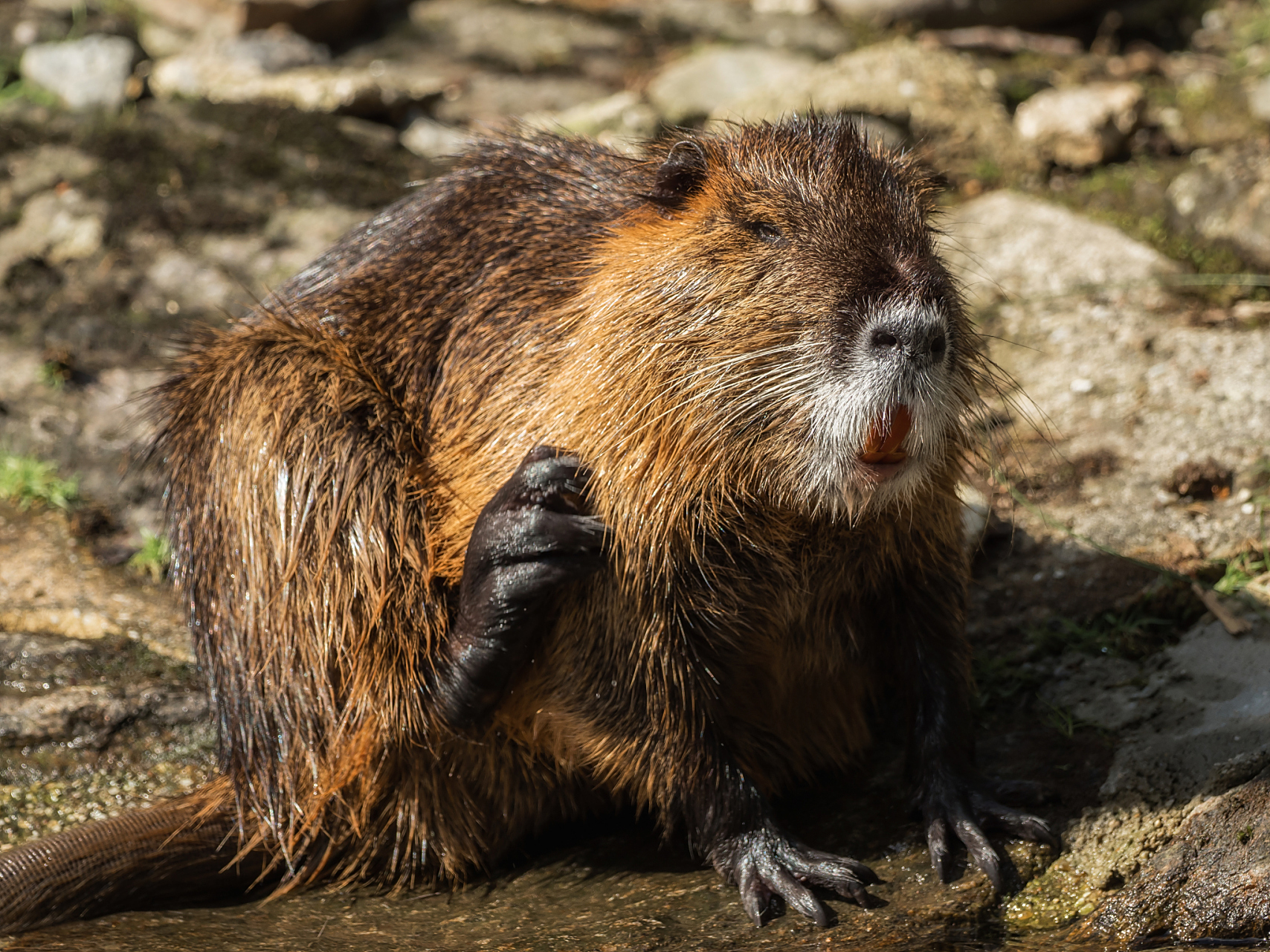 海狸实伐木高手  海狸是一种生活在水域中的哺乳动物,它们以其出色的
