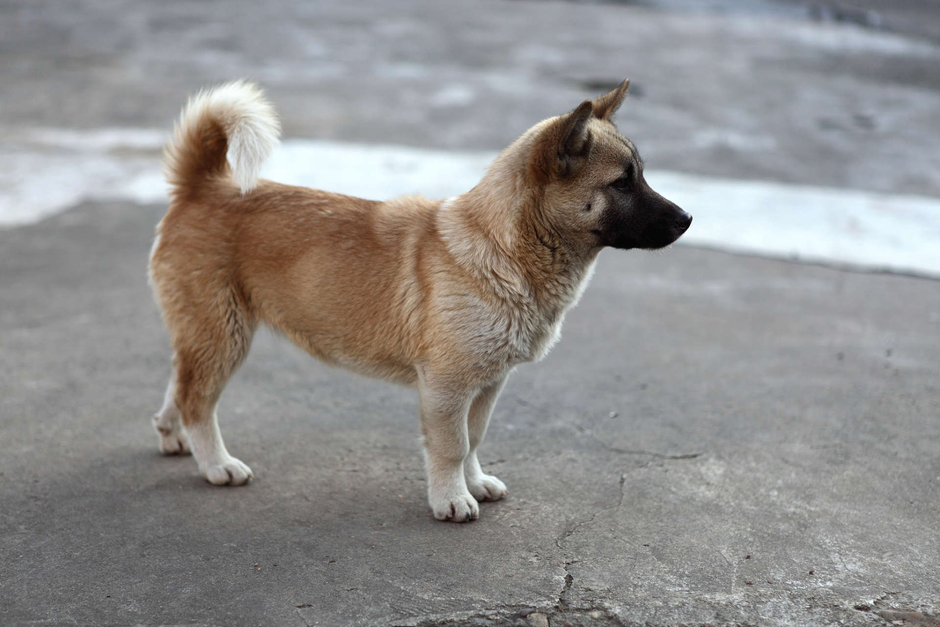 在农村地区,有人愿意高价收购十年以上的老土狗,这种现象背后有着多种