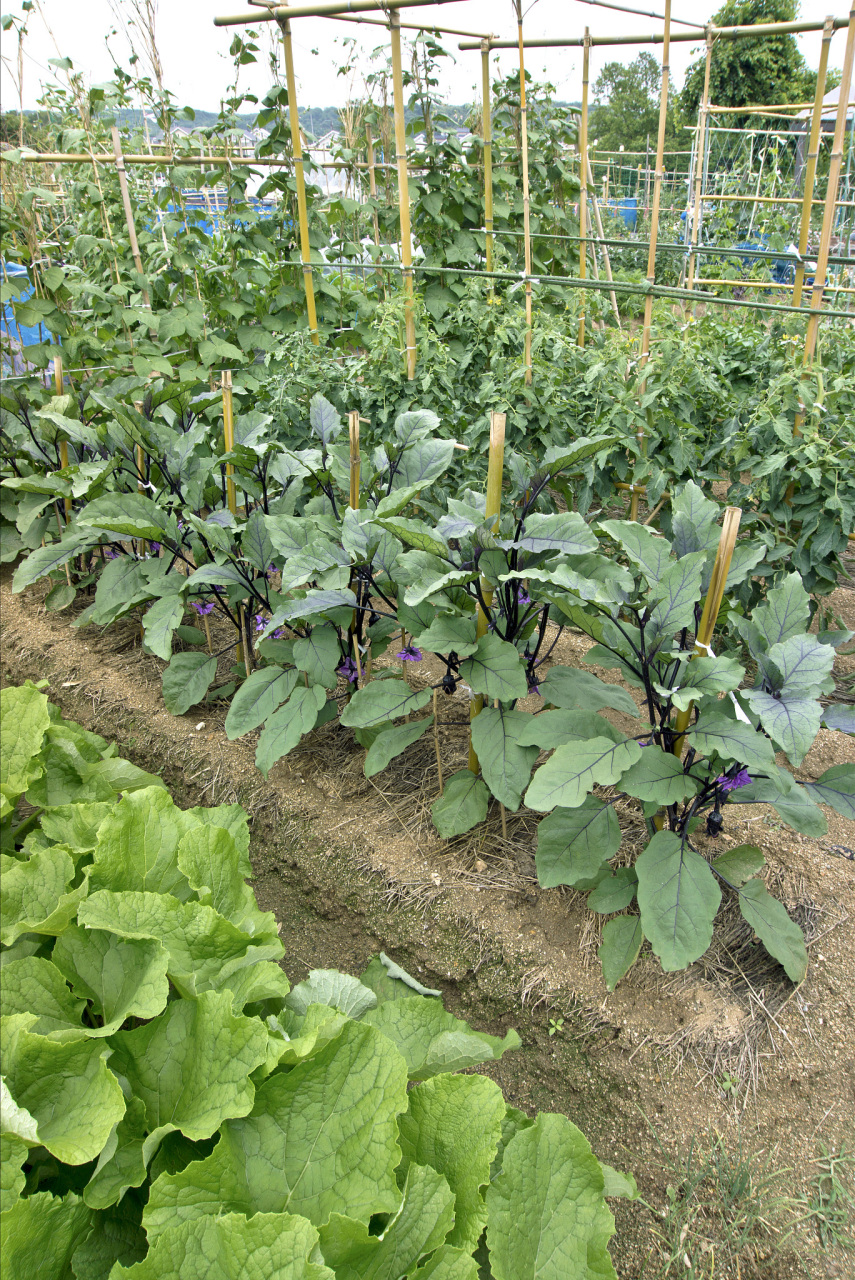 茄子生长周期多长时间?