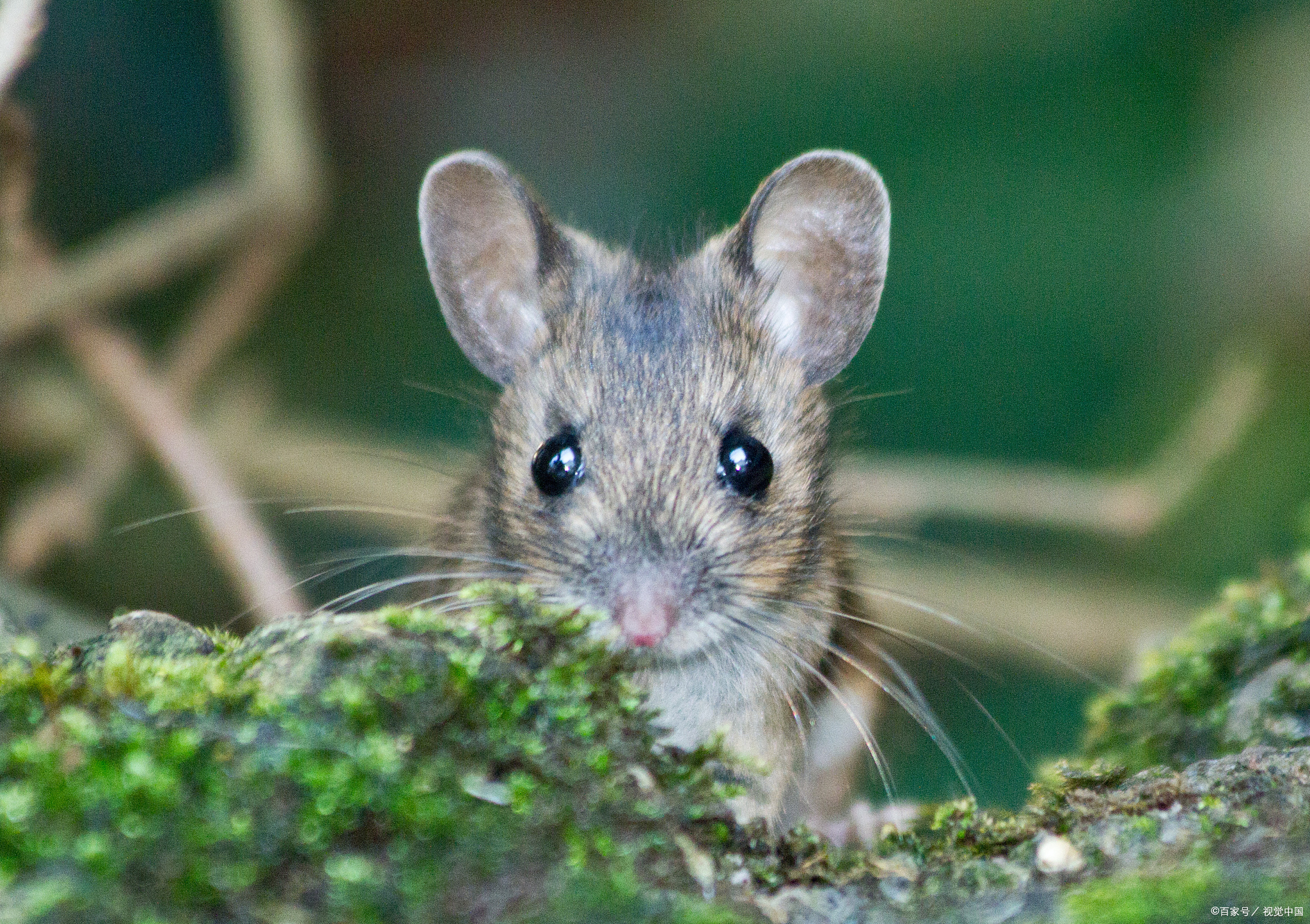 6月20号生肖鼠人运势(2021年6月2日生肖鼠运势)