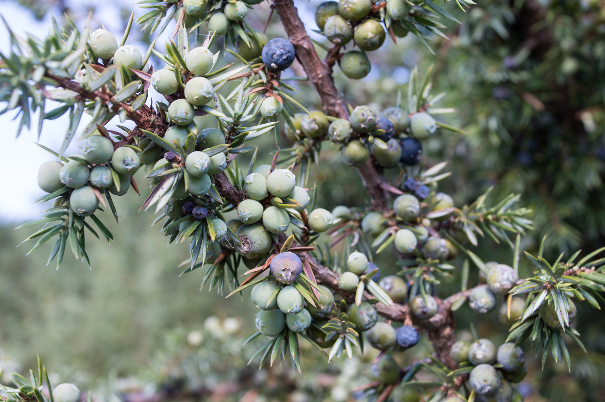 今天我们要来聊聊的是"香料系列——杜松子",让我们一起进入这个神秘