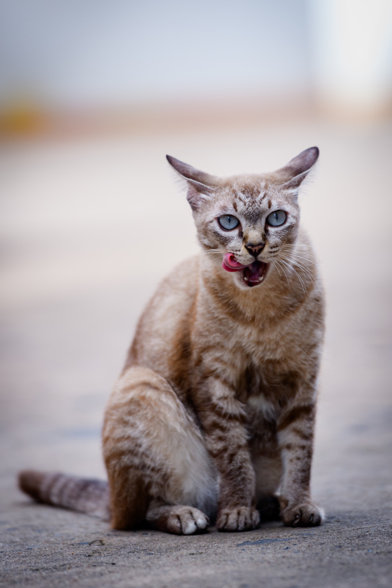 想养宠物但不知选哪种?来看看这些好养又可爱的宠物吧!