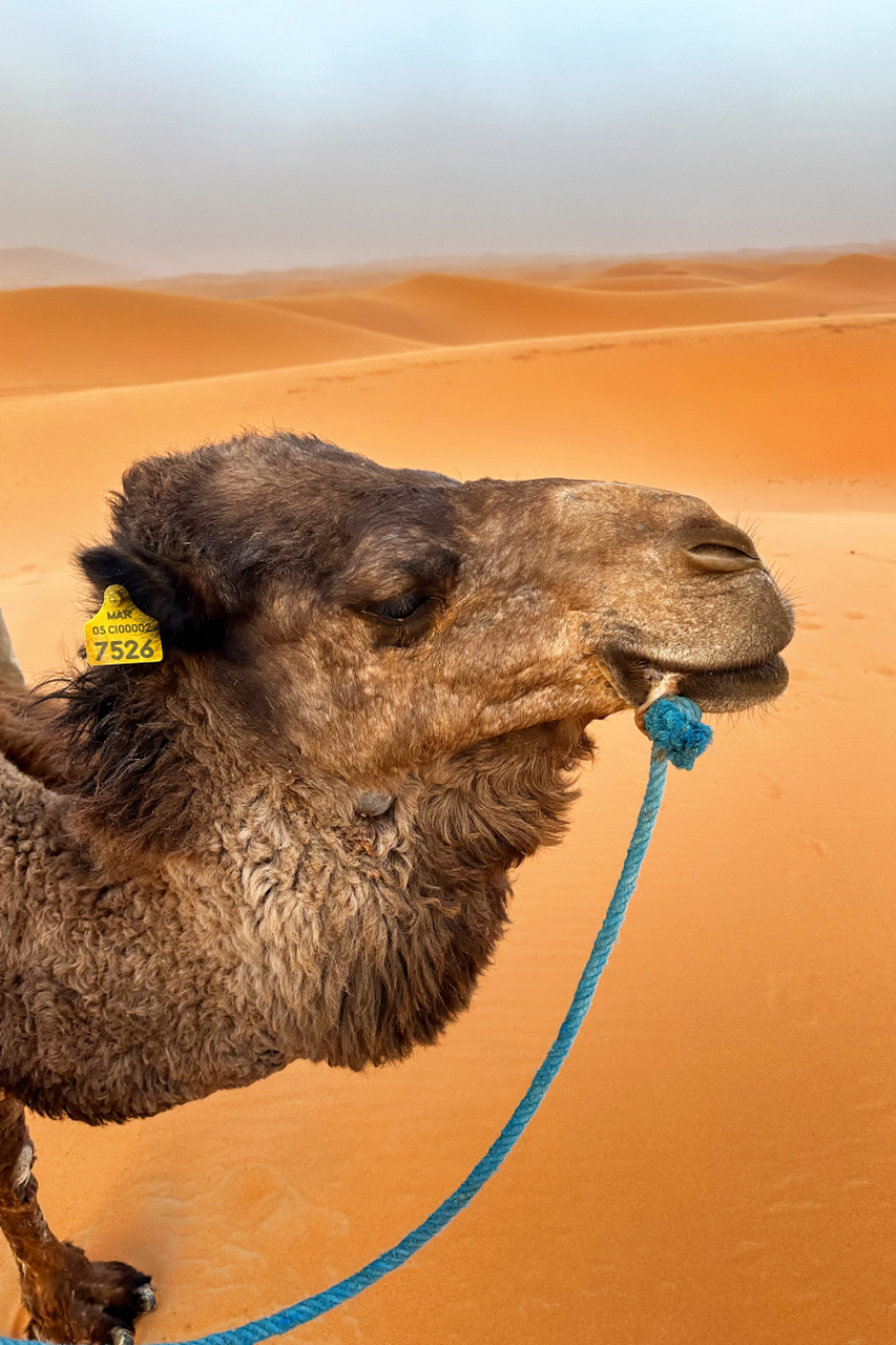 [原文:骆驼如何储存水和食