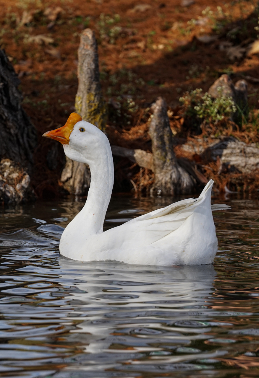 [原文:鹅分公母