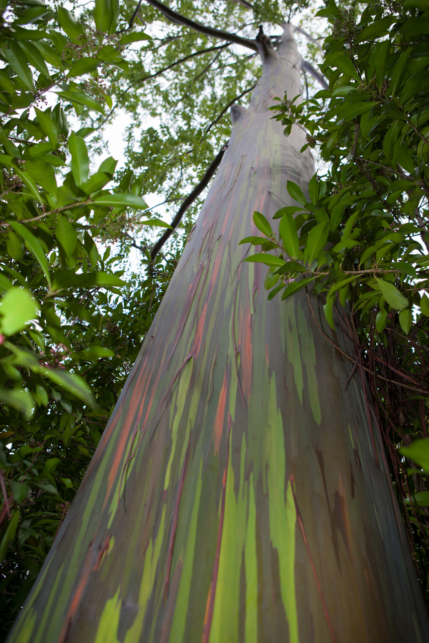 彩虹桉树是自然界中最神奇的事物之一.它是一棵高大的树,俗称彩虹桉.