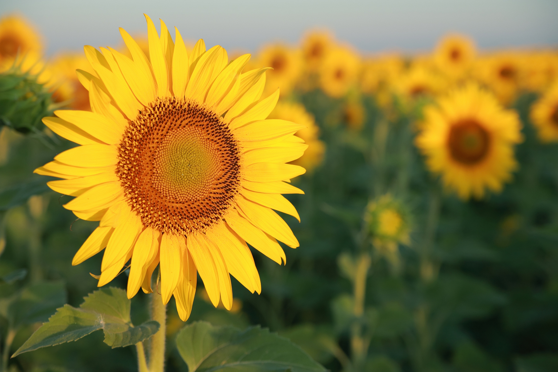 永远积极向上,永远热泪盈眶,永远豪情满怀,永远坦坦荡