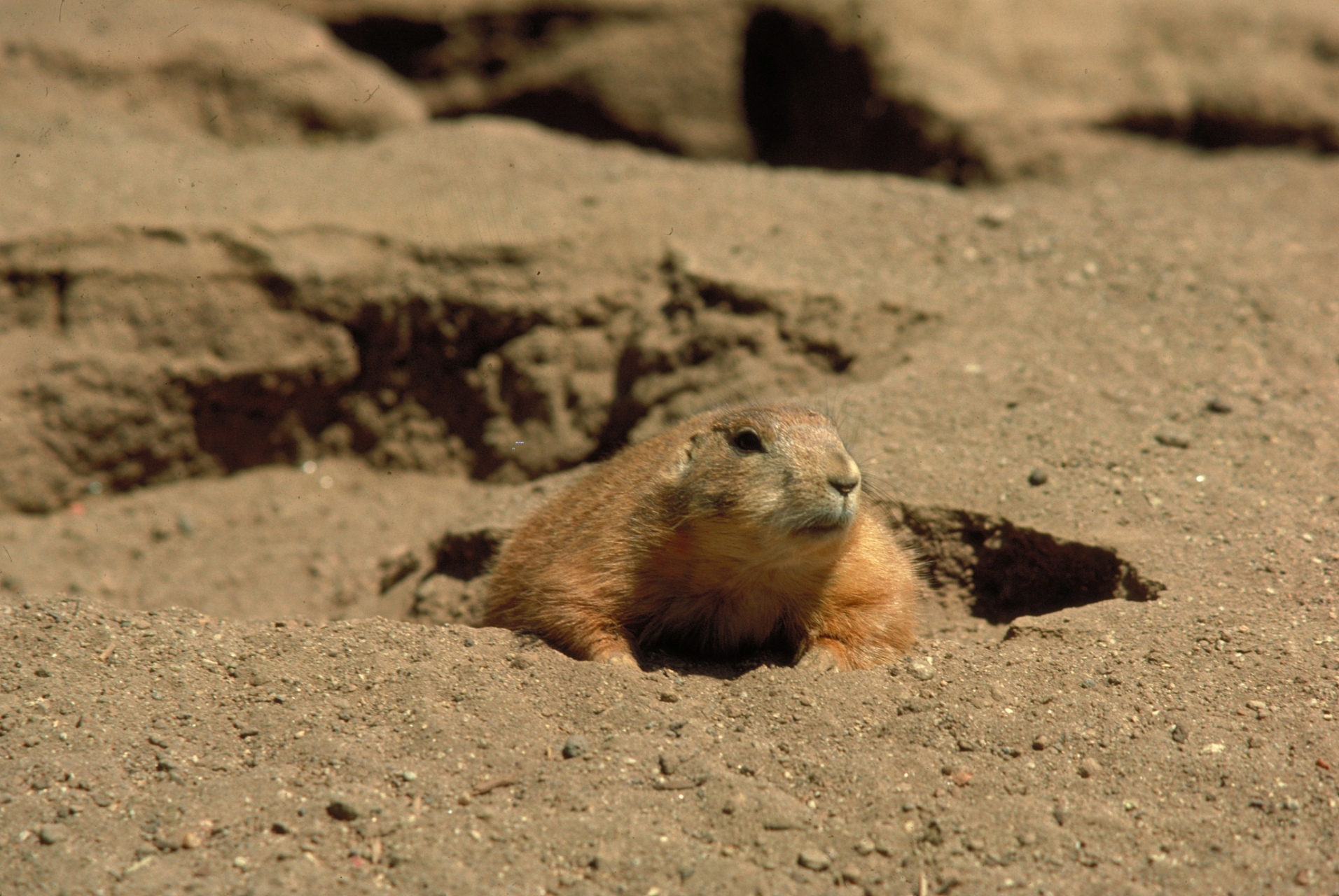 04 沙漠跳鼠:沙地中的法拉利04  速度之冠 96:你知道吗,沙漠