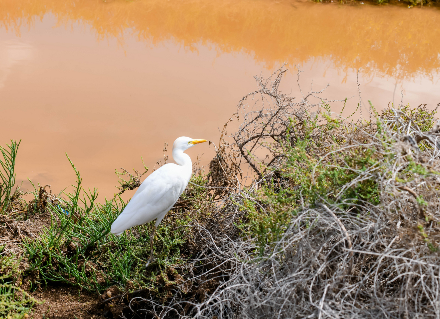 在广州市南沙区,有一片被誉为"鸟类天堂"的宝地——南沙湿地公园.
