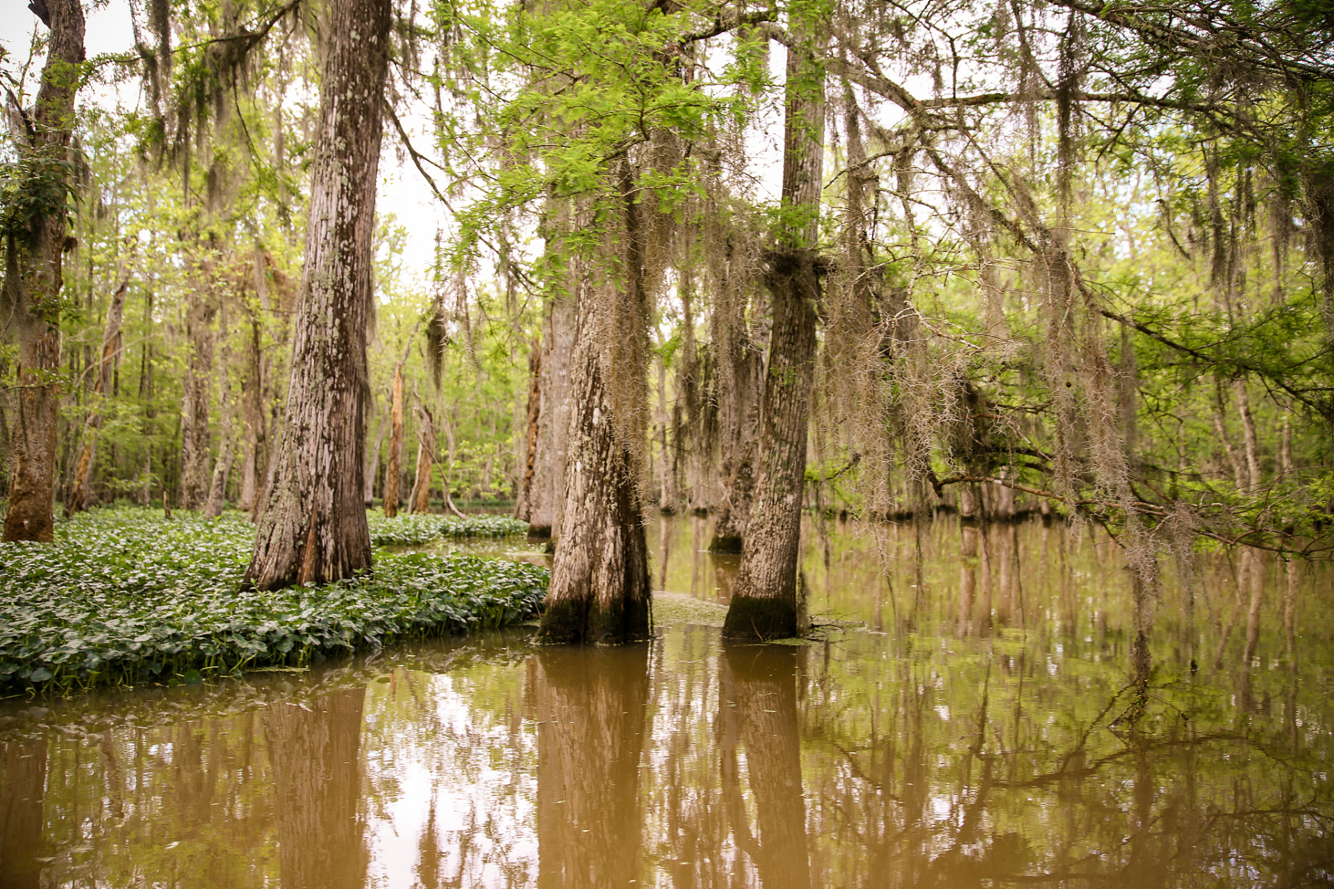 除了令人陶醉的自然景色,水上相思林还为游客提供了原生态的农家美食