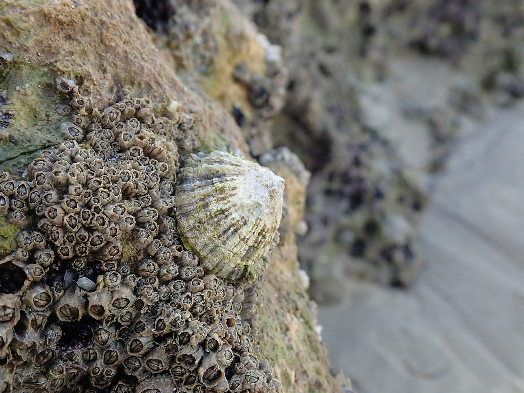 藤壶是小型节肢动物,通常附着在坚硬的表面上,例如岩石,船体,甚至海洋