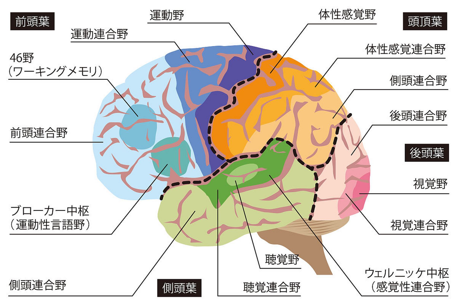 大脑组成部分图片图片