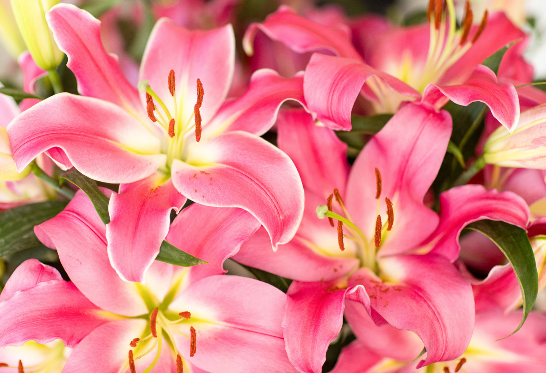 粉色百合的花语是纯洁,庄严,心心相印和浪漫,寓意着爱情的美好与纯洁