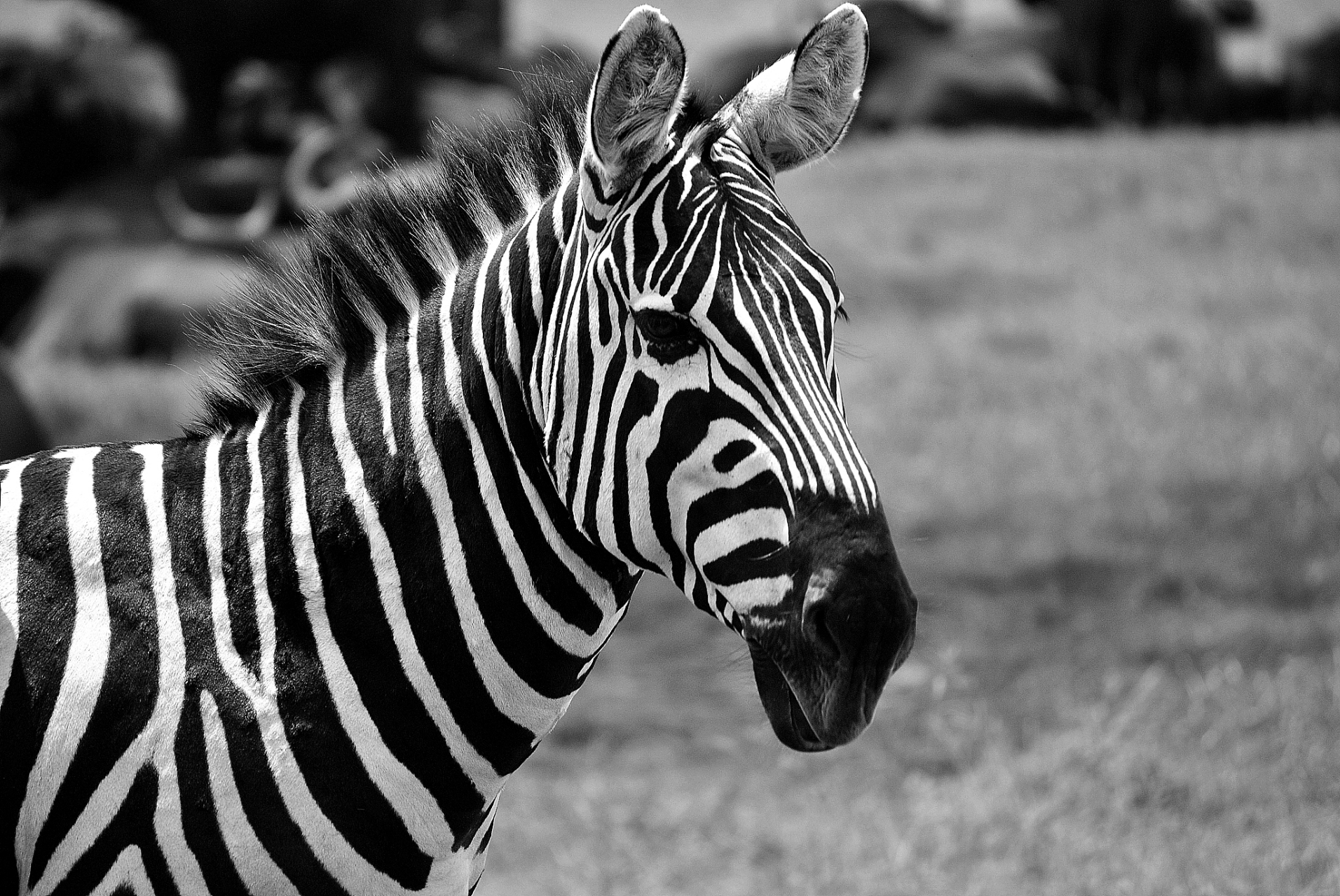 斑马是非洲大草原上独特的动物,拥有黑白条纹和快速奔跑的能力.