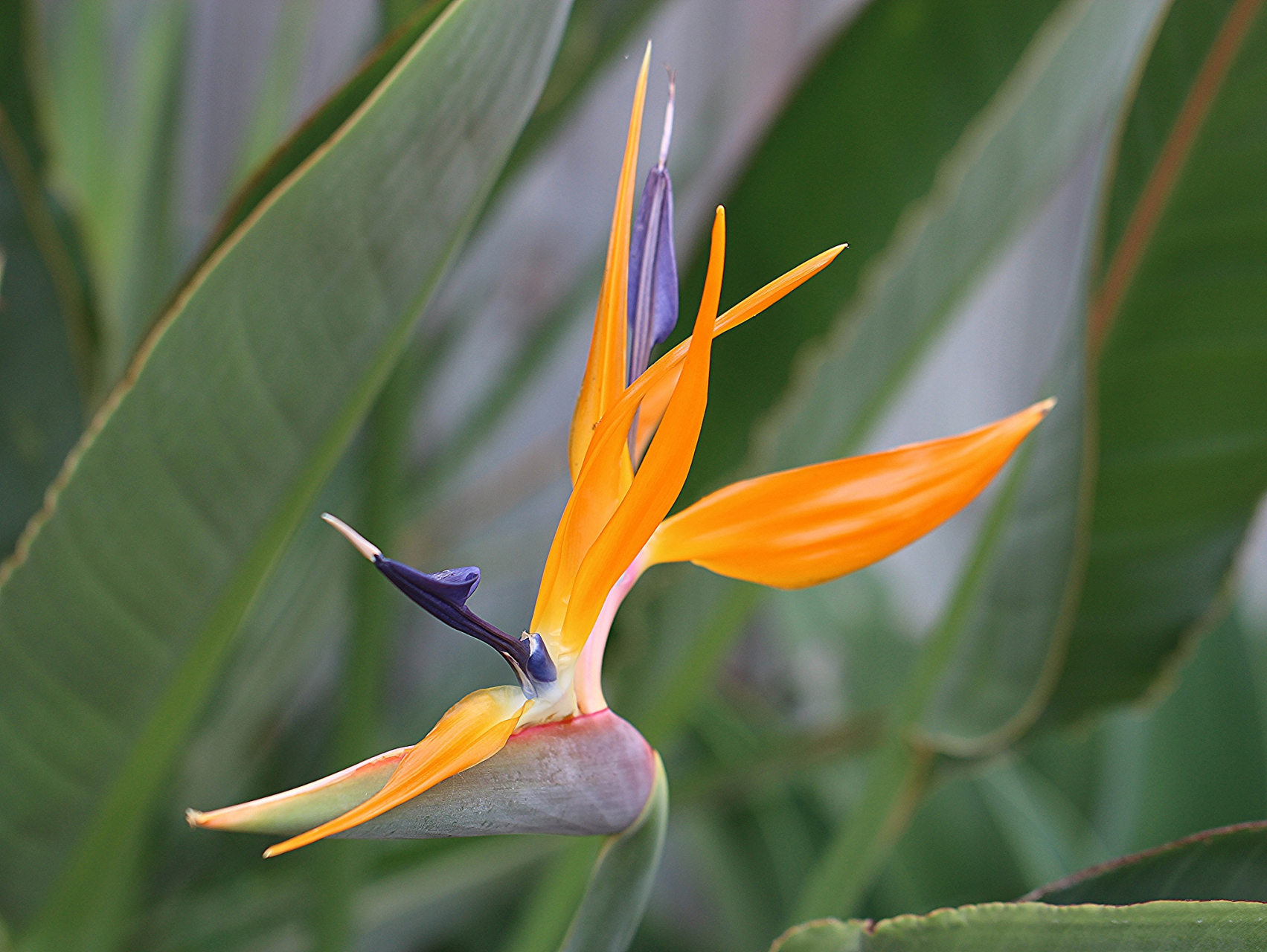 天堂鸟花 生长习性与养殖技巧  天堂鸟花,这个美丽的植物品种可不止是
