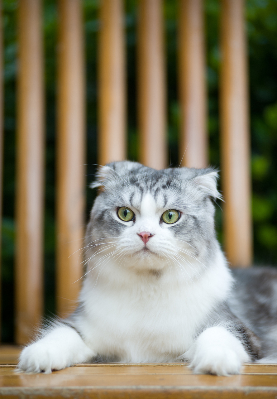 苏格兰折耳猫是一种受欢迎的猫咪品种,其独特的外貌和友好的性格使