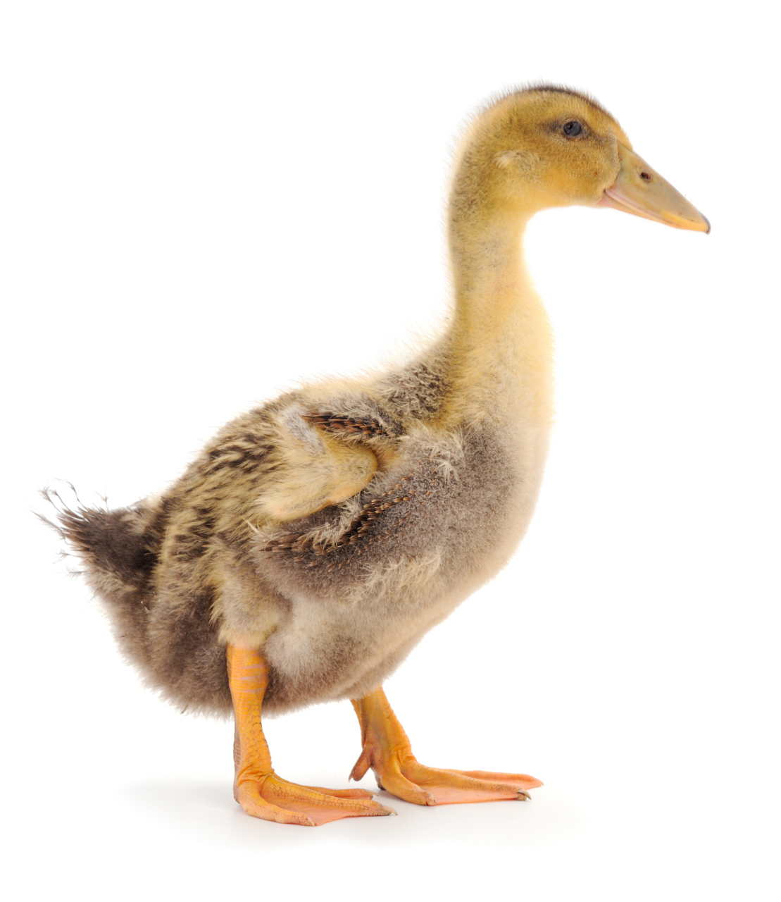 眼睛有神,羽毛顺滑的鸭苗进行养殖,日常管理时要为鸭子提供米糠,麦麸