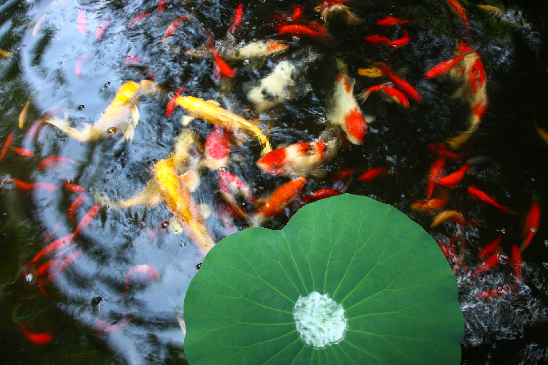 荷花池塘鱼图片