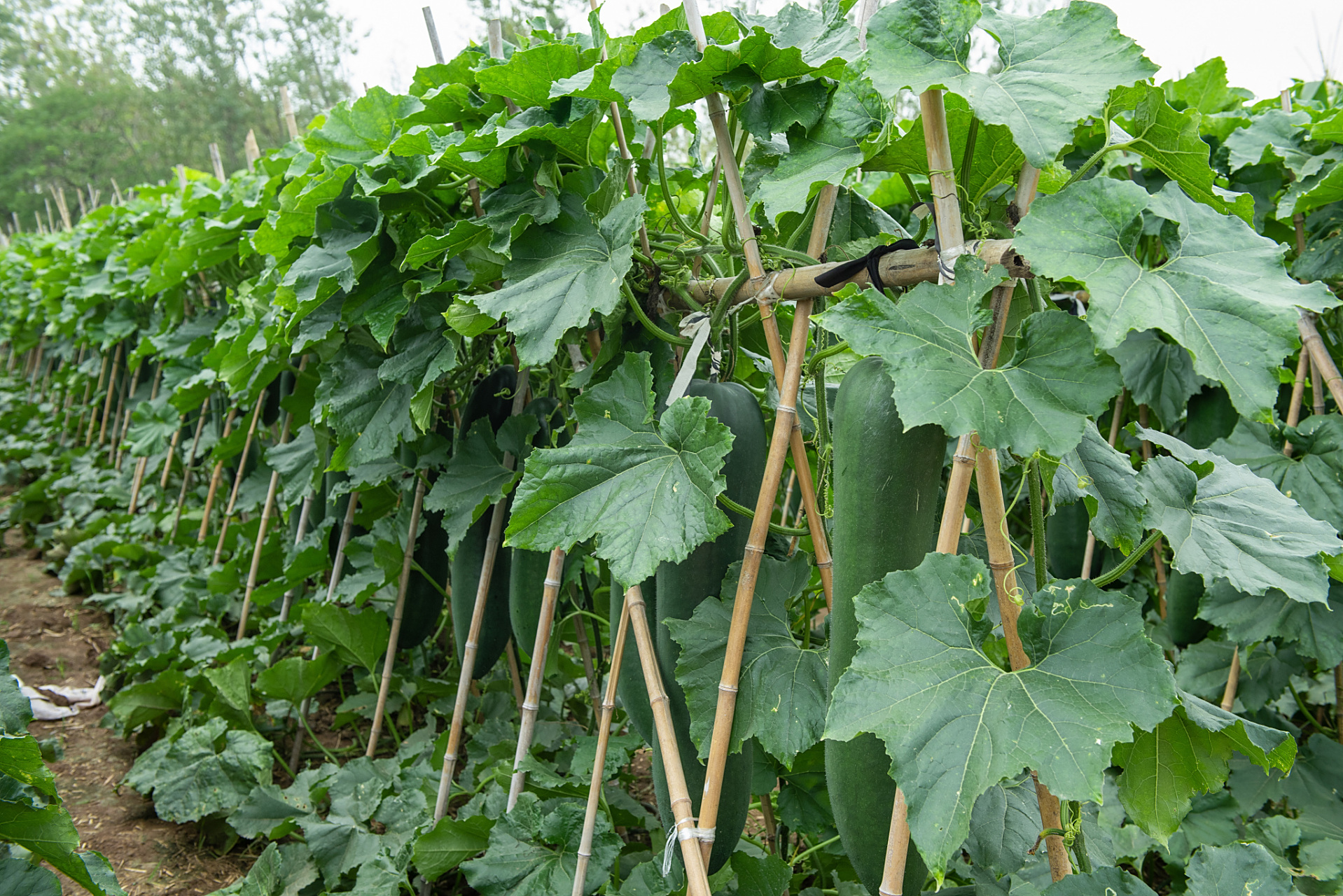 冬瓜只长苗不结果是一个常见的问题,可能由生长环境,营养和病虫害等