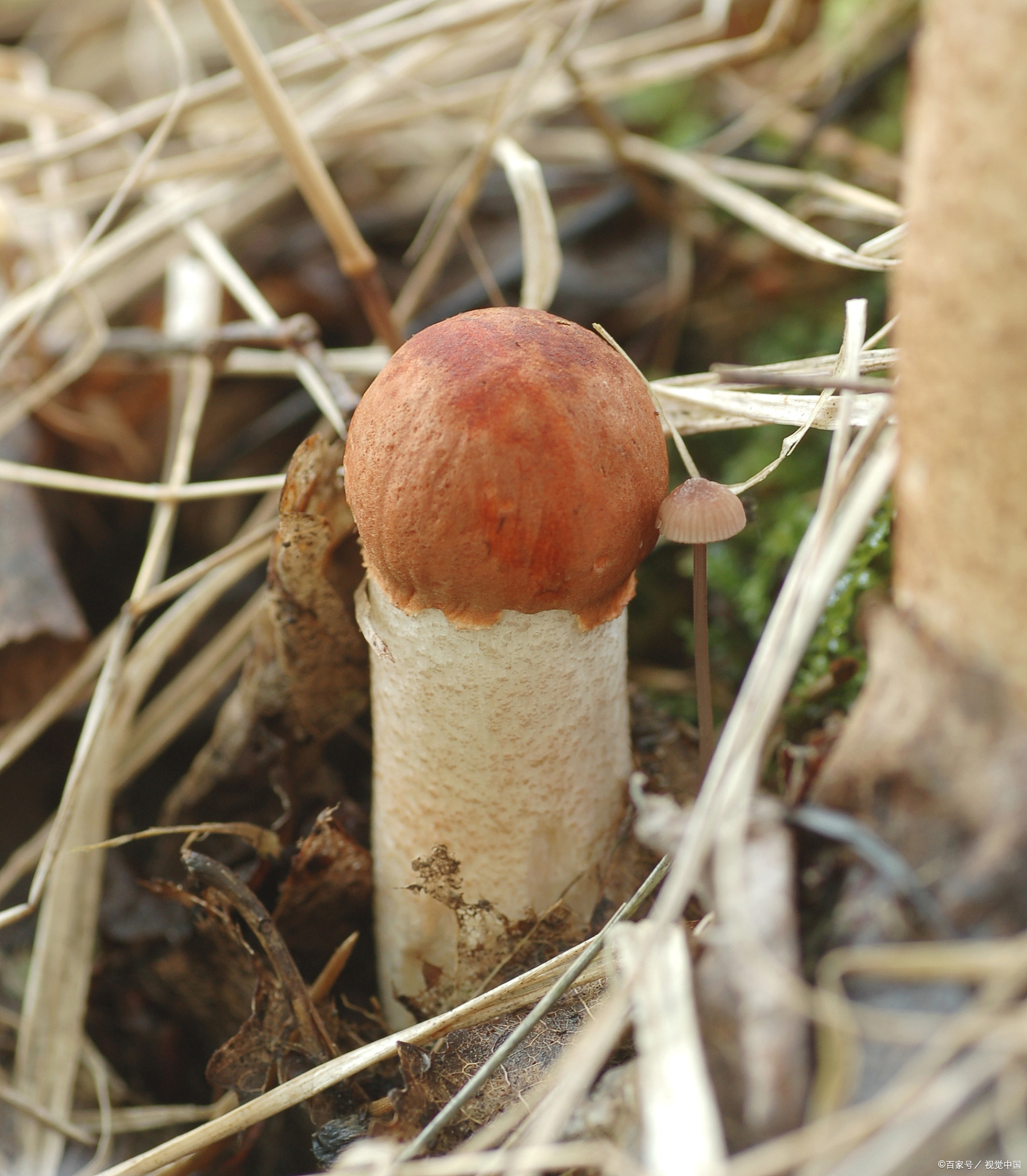 不兼容的身体吃了云南野生菌可以成仙(梦幻小说序三)