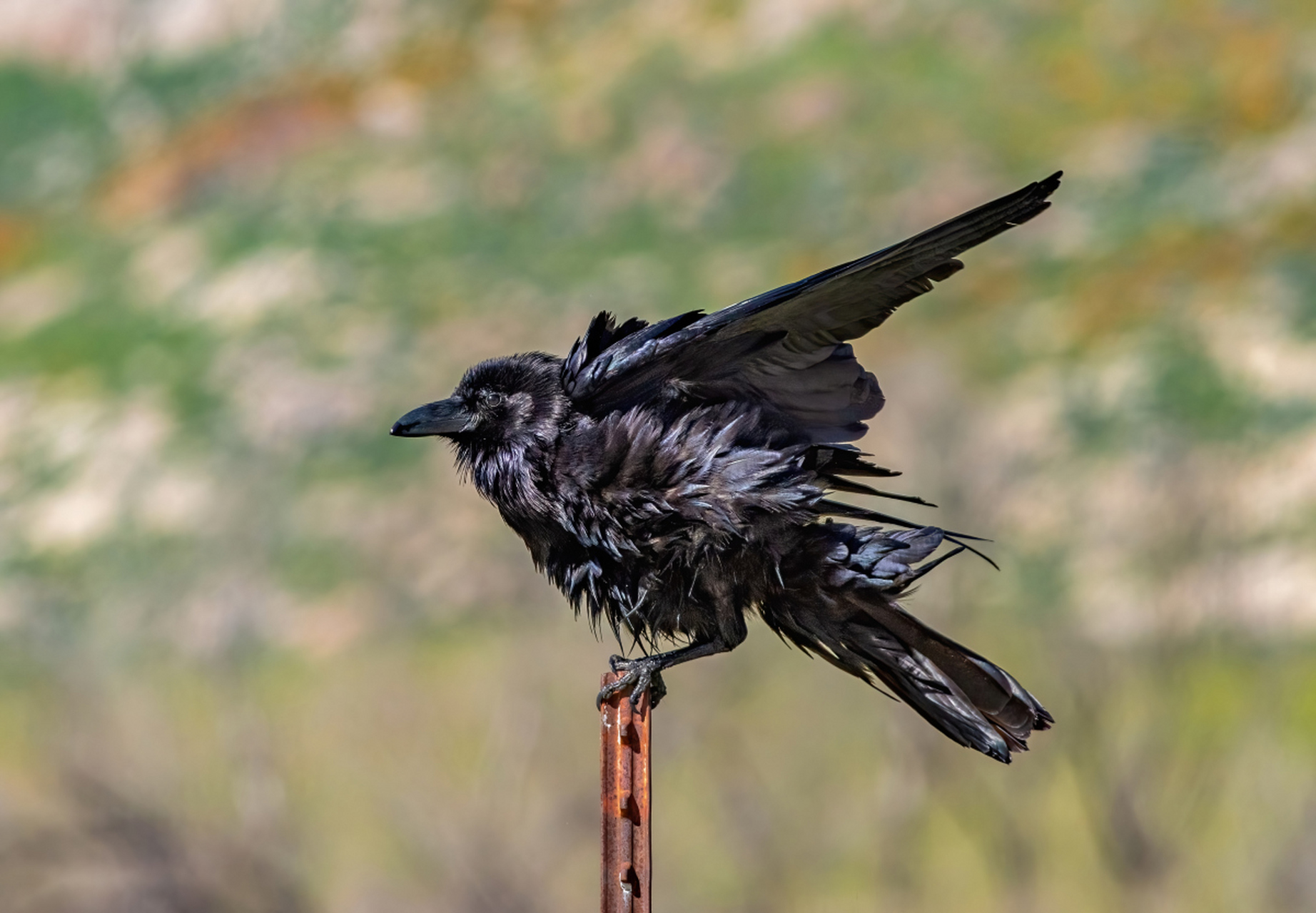 蒙古裸腹溞,这个名字听起来就像是来自外星的生物,但其实它是一种生活