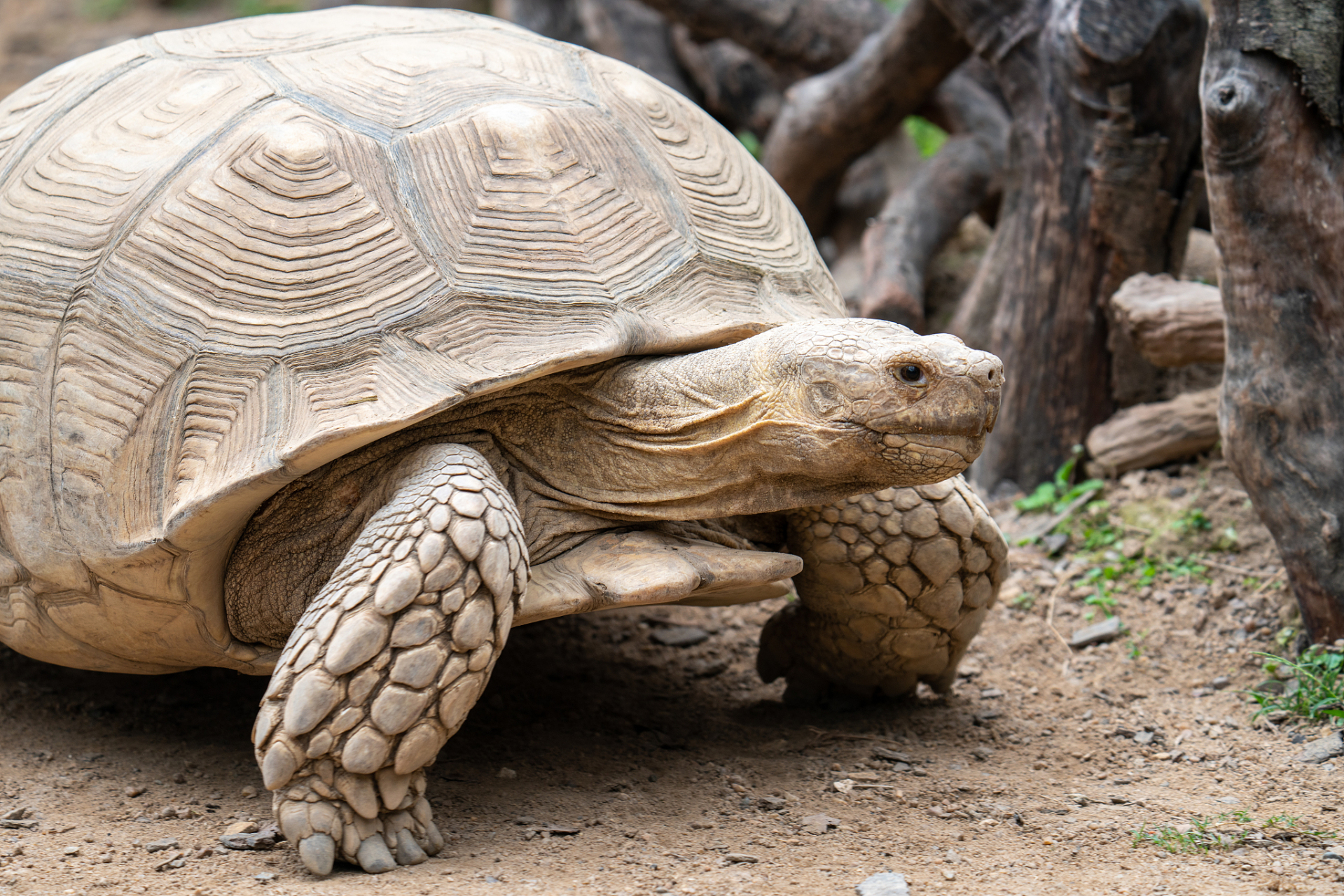 上海惊现巨型陆龟,为全球保护重点动物  近日,上海一市民发现了一只