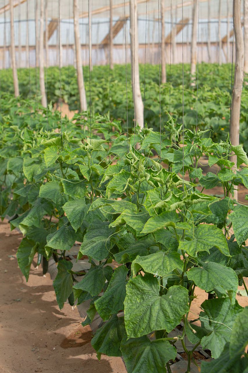 黄瓜种苗,如同生命的涓涓细流,承载着丰富的希望与无尽的活力.